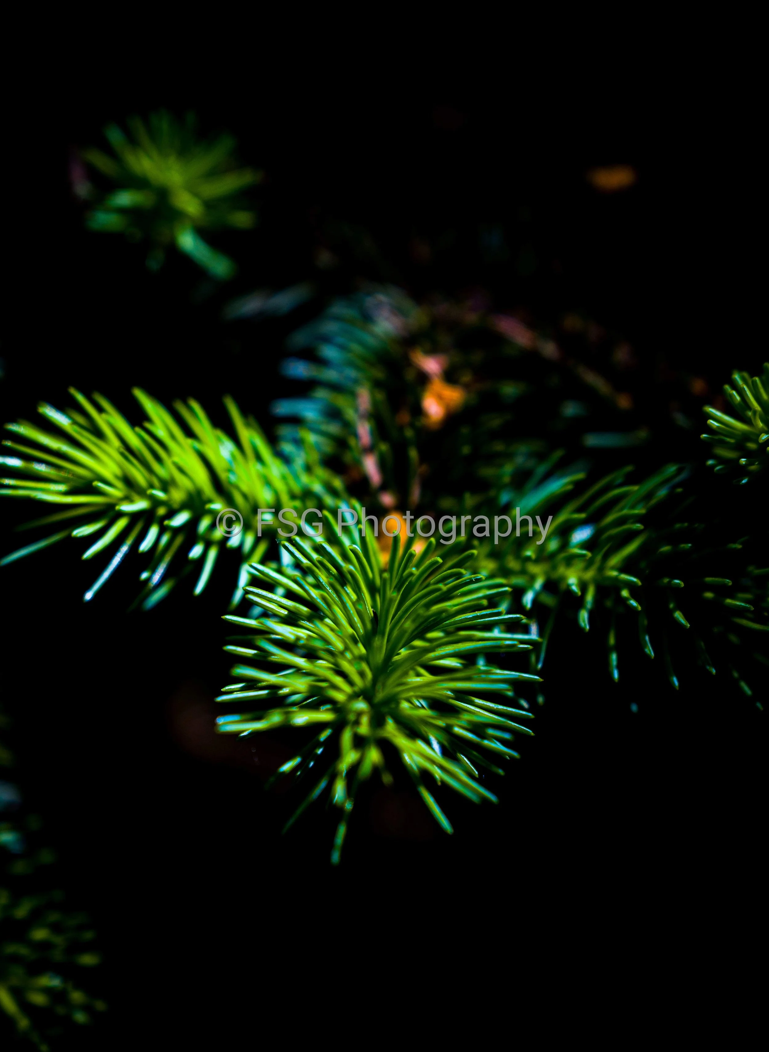 Sunder

A minimalist study of form and shadow, this photograph isolates a single evergreen branch emerging from the darkness of a Polish forest. The composition strips away environmental context to focus entirely on the radial symmetry of the needles