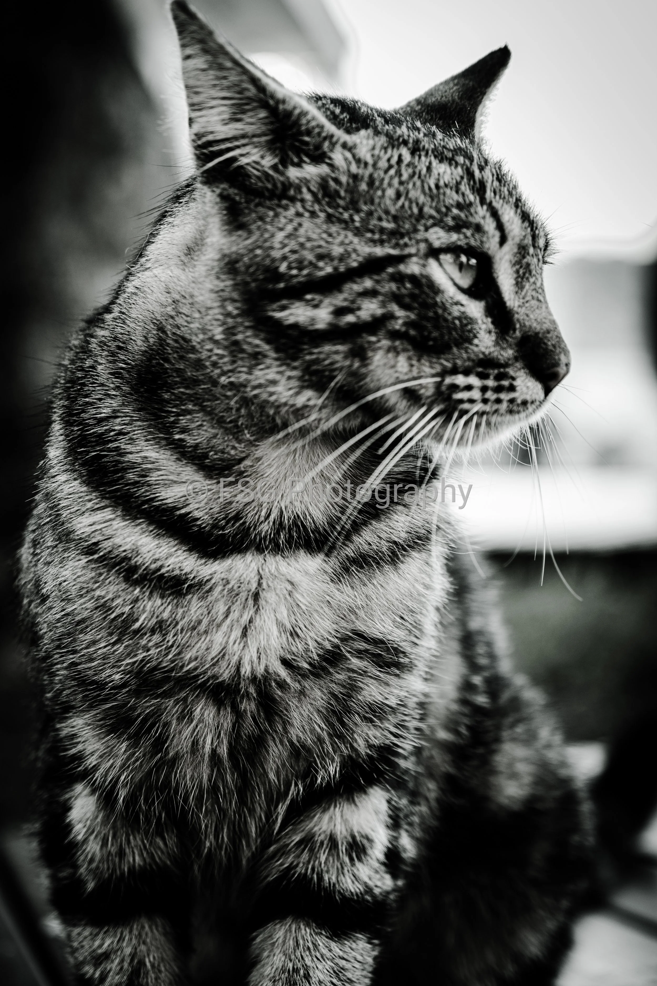 The Watcher

A striking black and white portrait capturing a tabby cat, lost in quiet thought, beautifully framed by deep shadows and silver highlights.