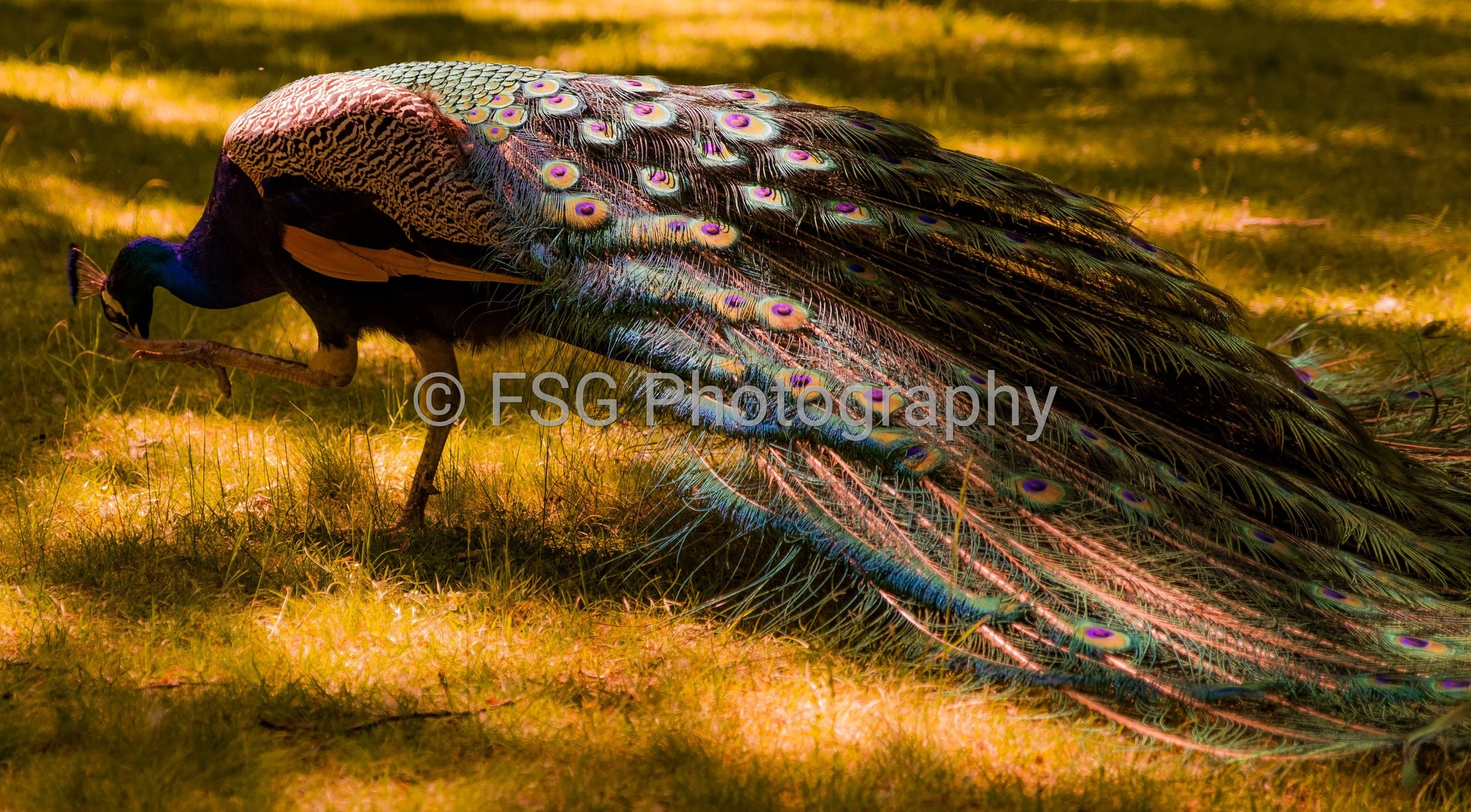Golden Strut

This photograph captures a male peacock in profile, bathed in dramatic golden light. The deep blue of the birds neck contrast beautifully with the cascading dual tones of its long train glowing with iridescent turquoise and magenta eyes