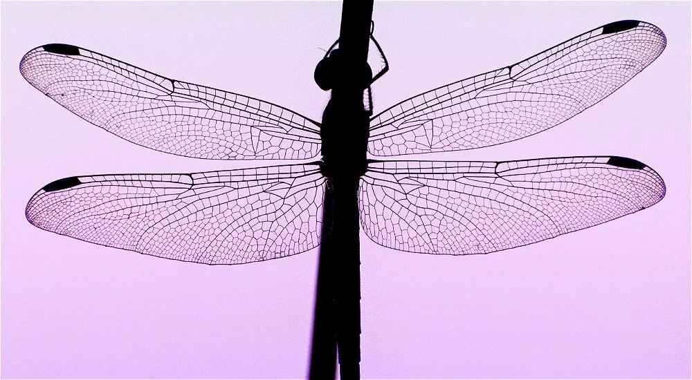 Dragonfly - Cocksure Performance