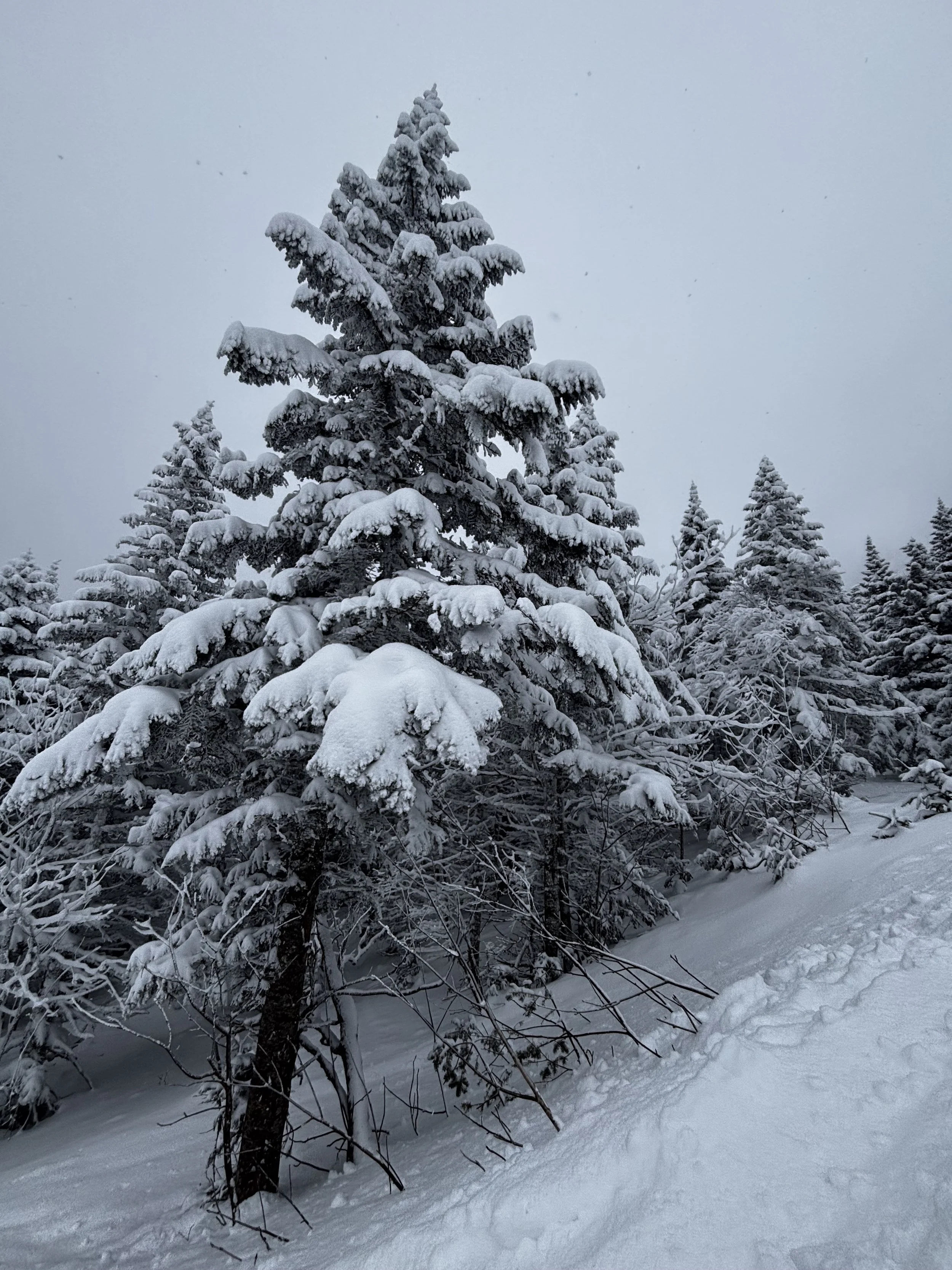 Snow-covered trees in a winter landscape with overcast sky.
