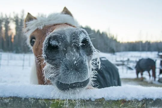 🐮 Winter Prep on the Farm: Cozy Chaos Ahead