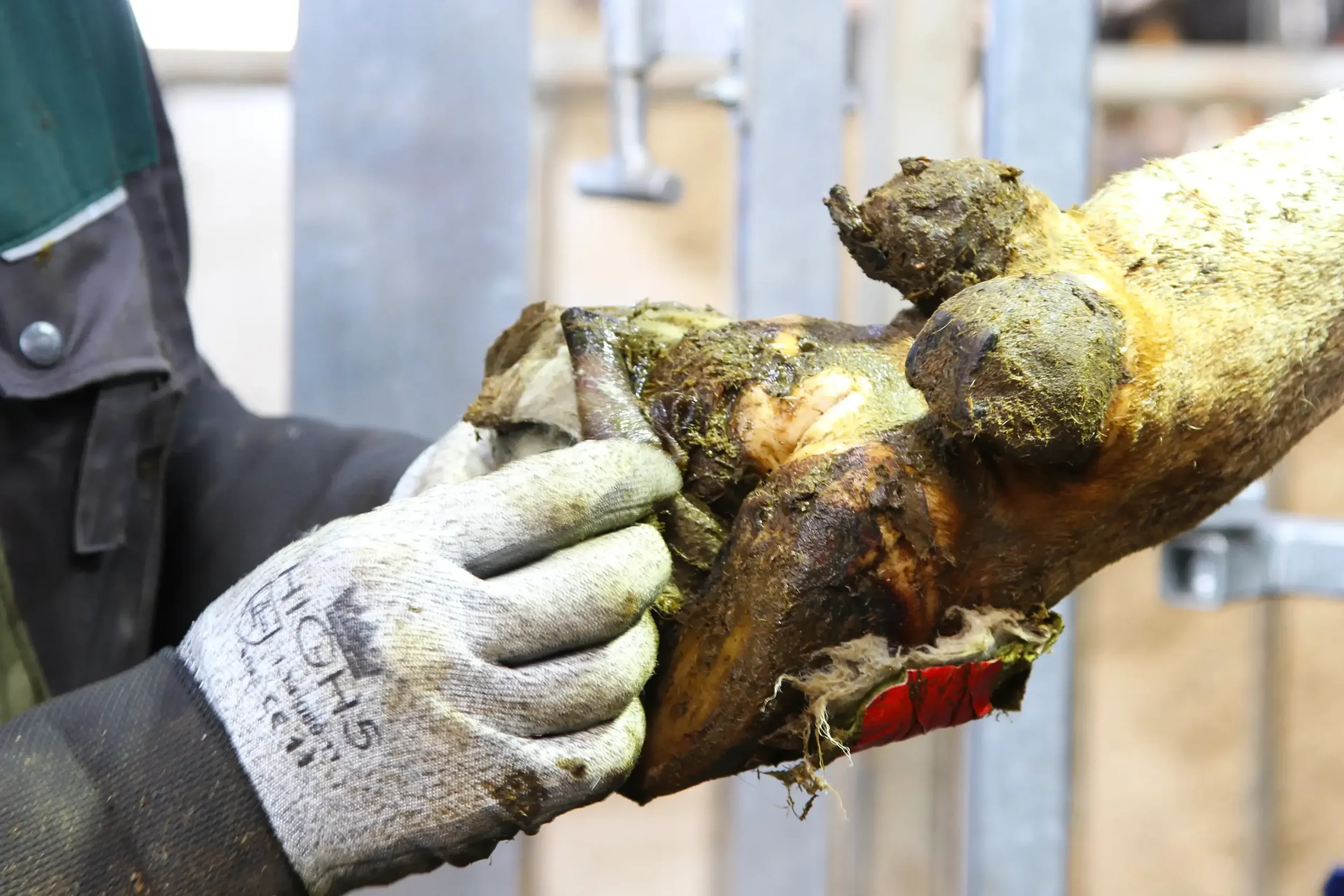 Foot Rot On The Farm