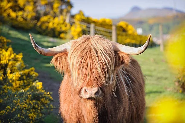 The Highland Cow