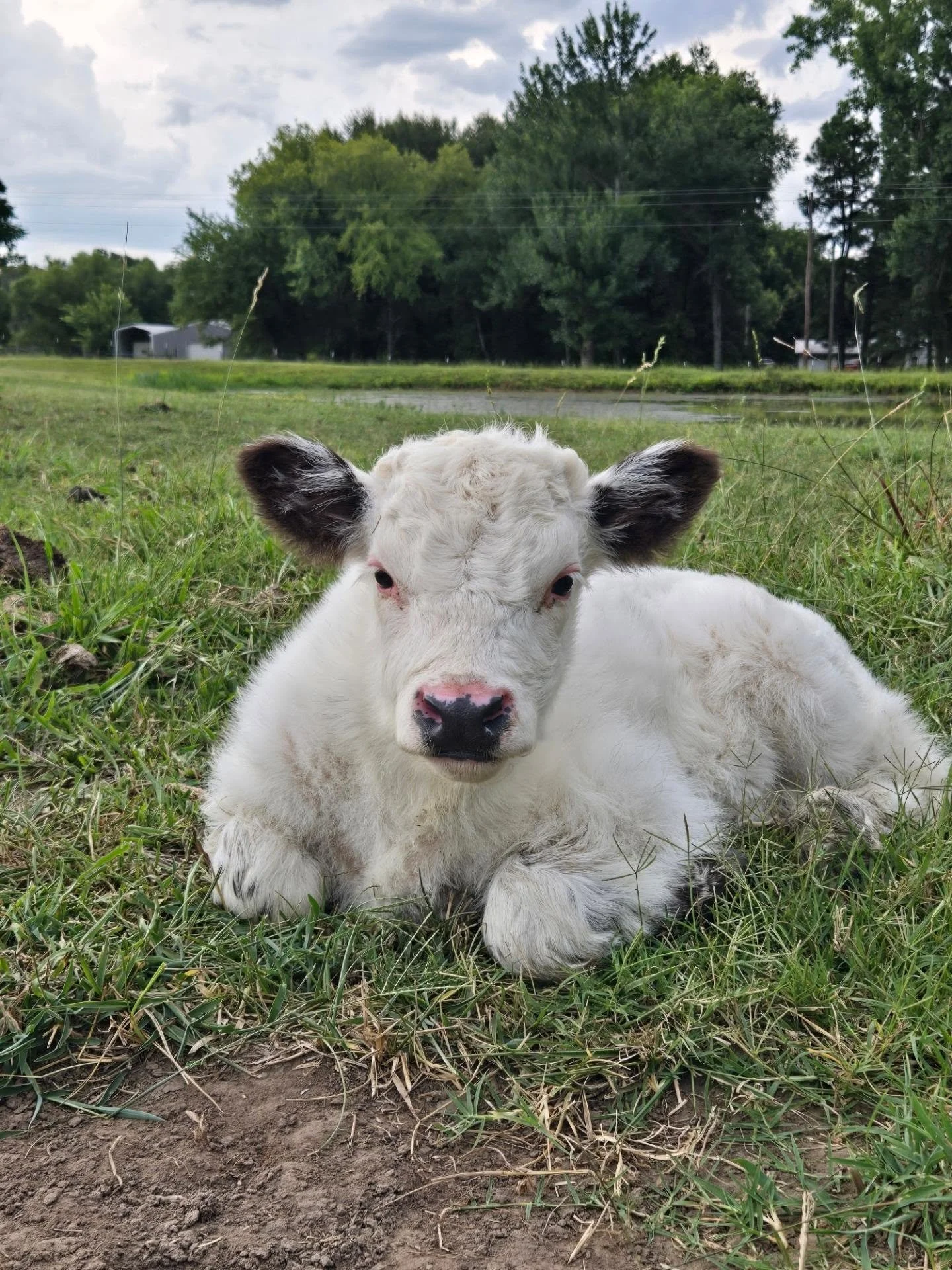 white and black highpark hereford cross bull calf in pasture
