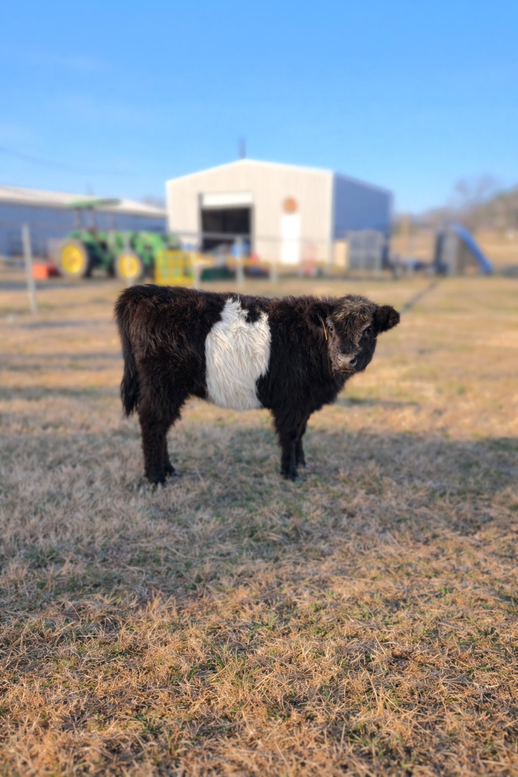 belted galloway highland cross heifer calf