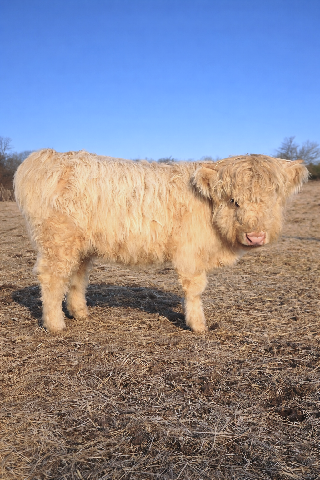 white highland bull standing in pasture