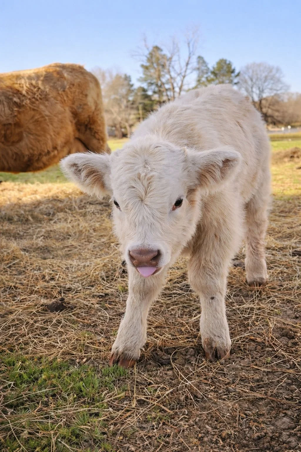 white highland calf tongue out
