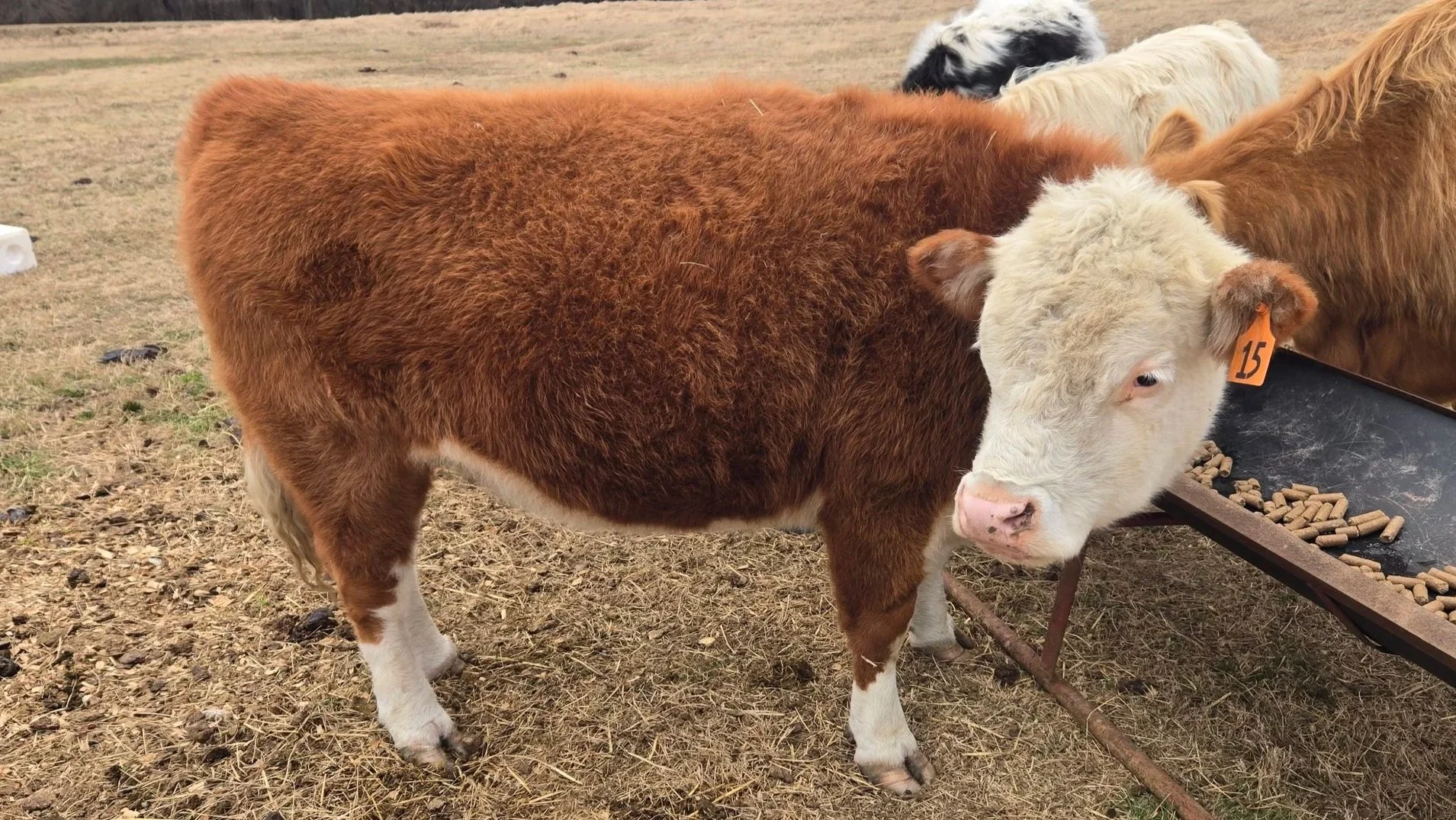 mini hereford heifer cow in pasture eating grain