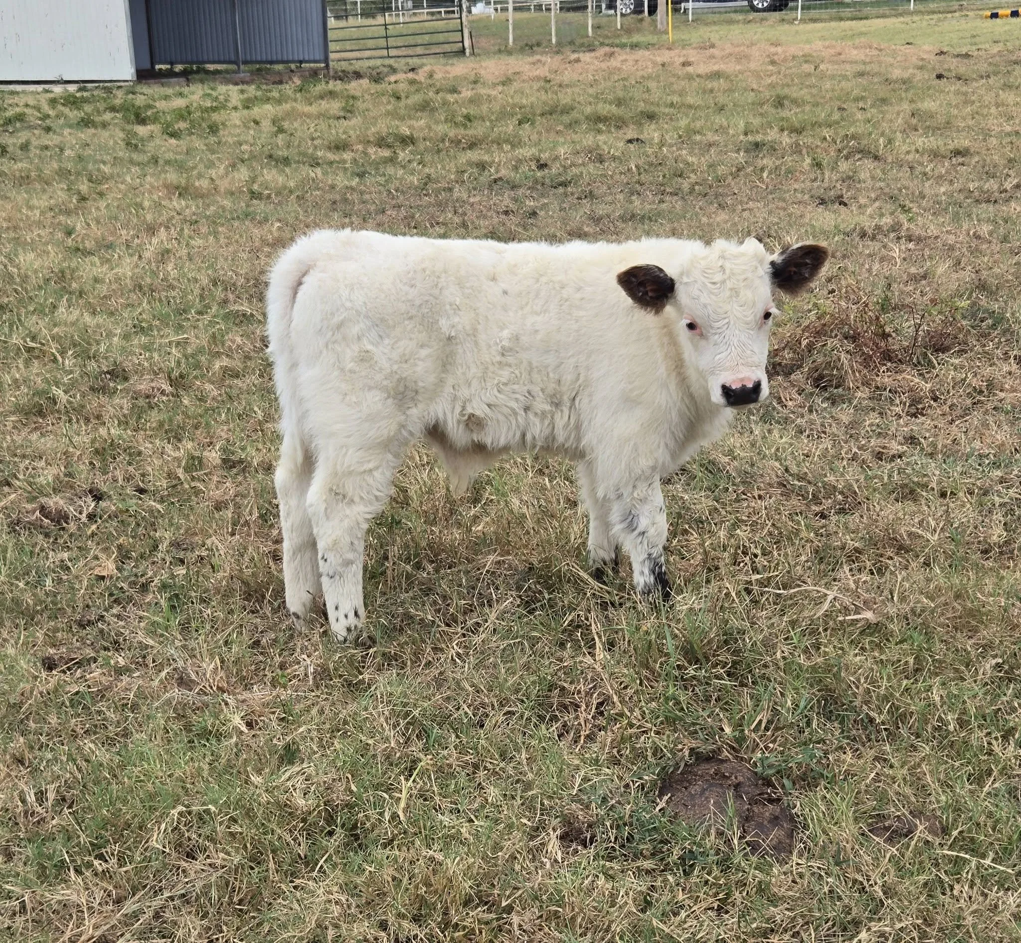 white and black mini hereford highpark  cross calf in pasture