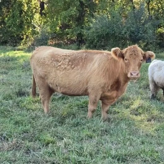 yellow-highland-cow-in-pasture
