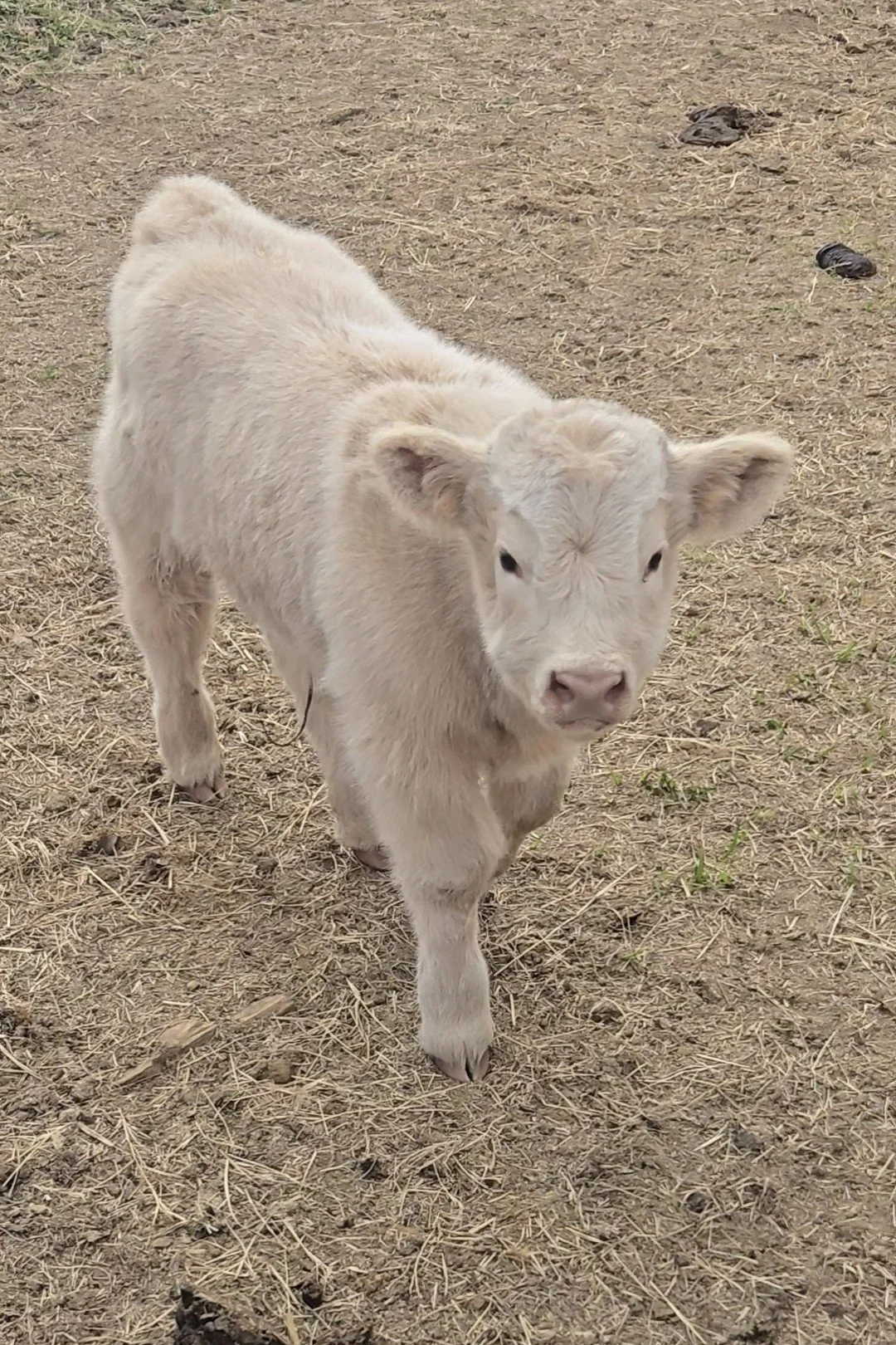 baby cream colored highland calf