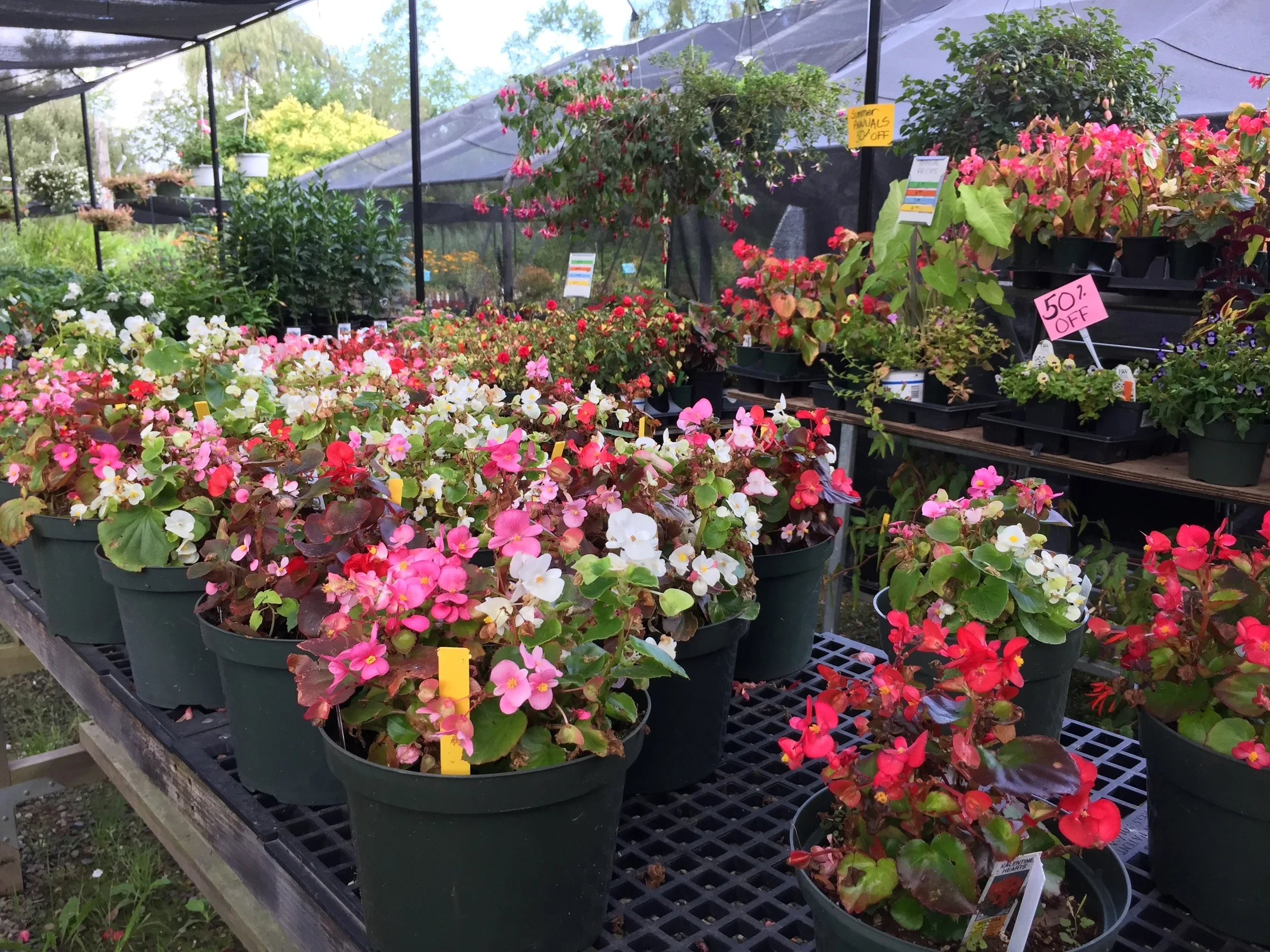 Potted flowering plants at a garden center under a shaded structure, with colorful blooms and sale signs displaying discounts.