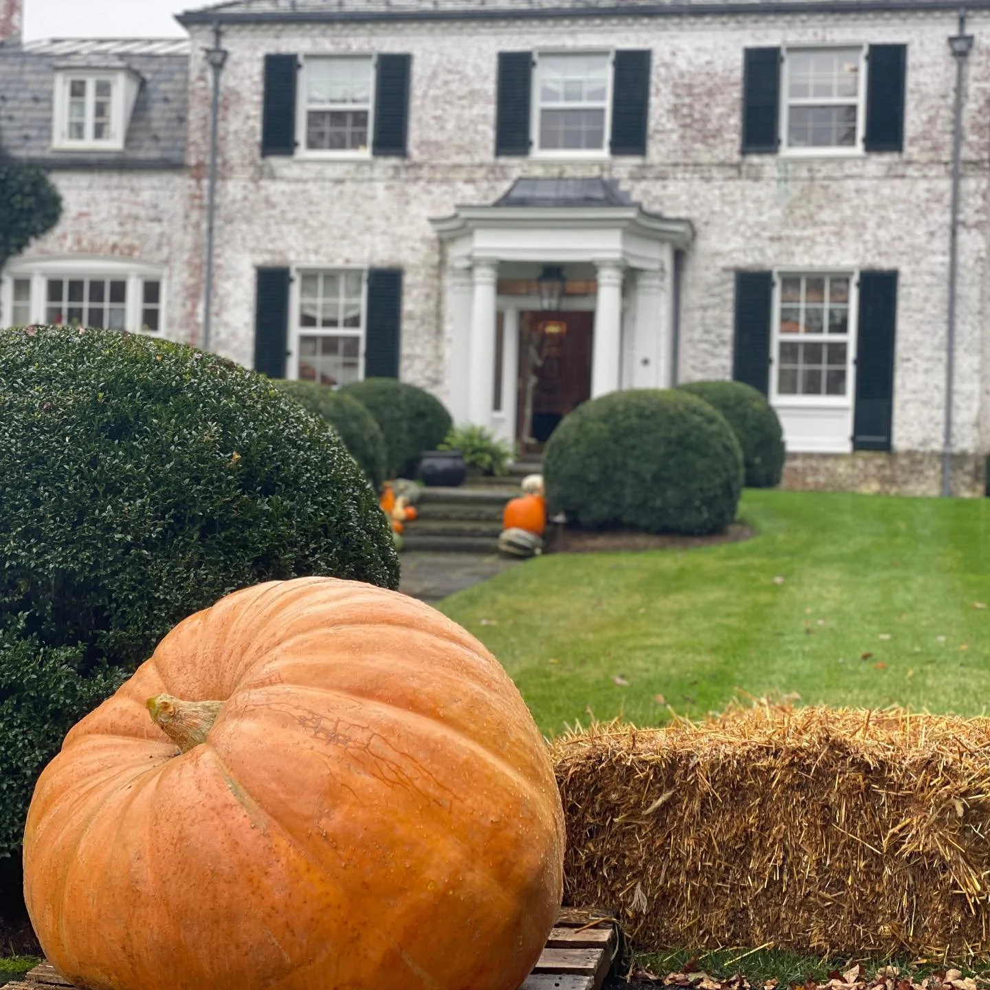 Any size, any place! 🎃

Tipping the scales at nearly 600lb‼️This Giant Pumpkin was the largest this season &amp; was a smash hit! 

Stop by the nursery and ask about our Giant Pumpkin availability before the spooky season is over! 👻 #halloween #gia