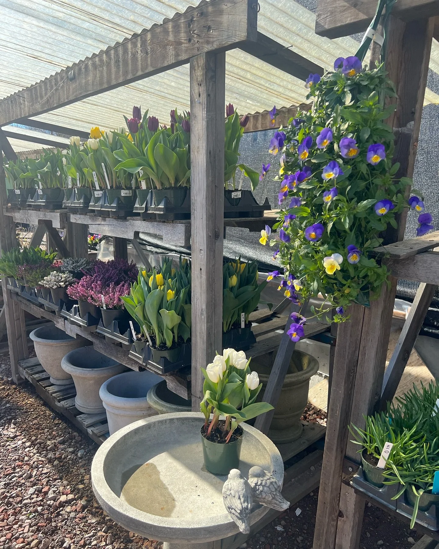 Gossett Brothers will resume business-as-usual alongside the renovations! 

Come get your spring flowers, shrubs &amp; trees 🌸 🌺 💐 🌷 🌺

#itswarmingup☀️