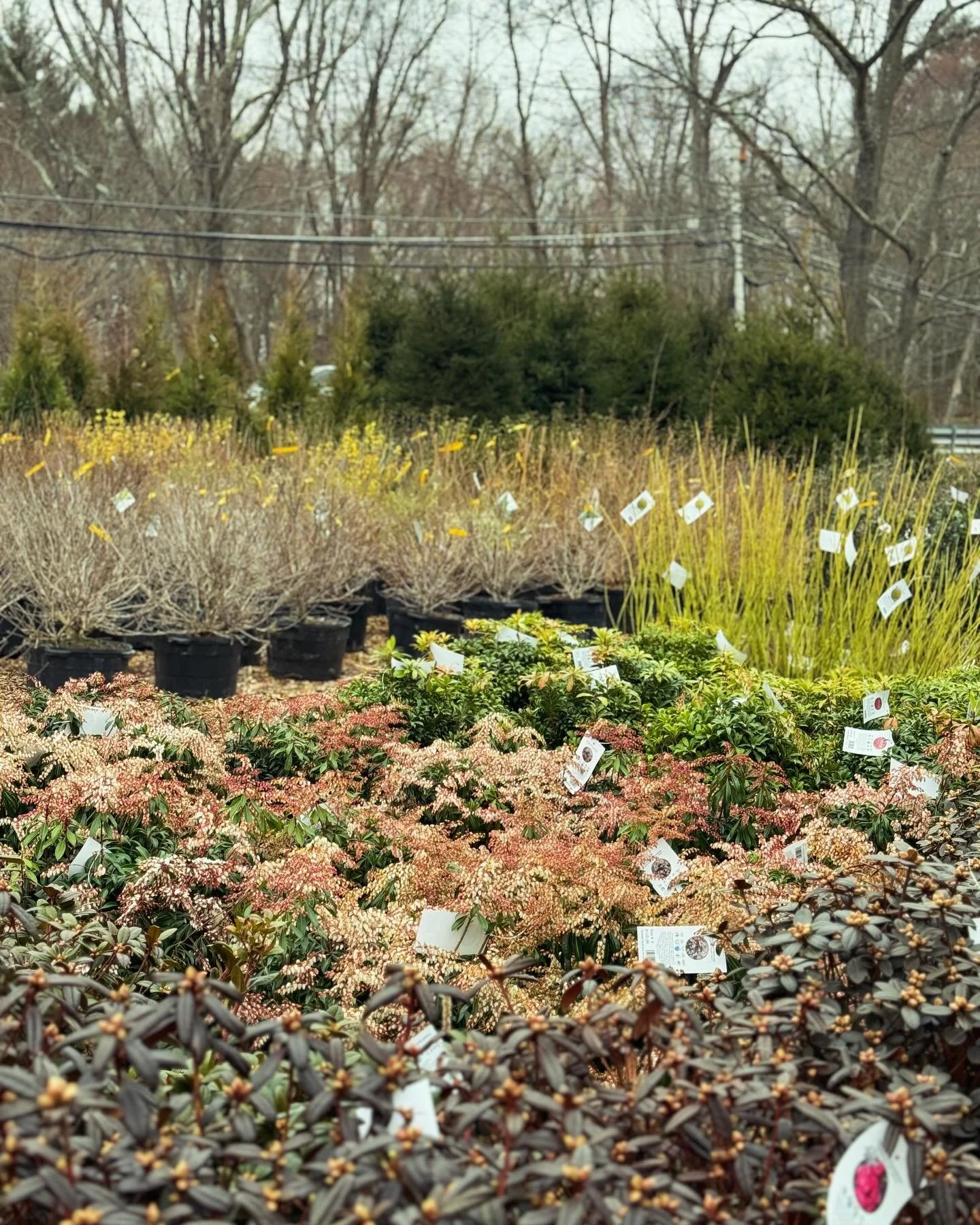 NEW ARRIVALS❗️Coming in by the truckload daily &amp; just in time for the planting season🏡🌳 

We are open during construction 9️⃣-4️⃣❗️So make sure you stop in for all your planting needs this spring 😁
