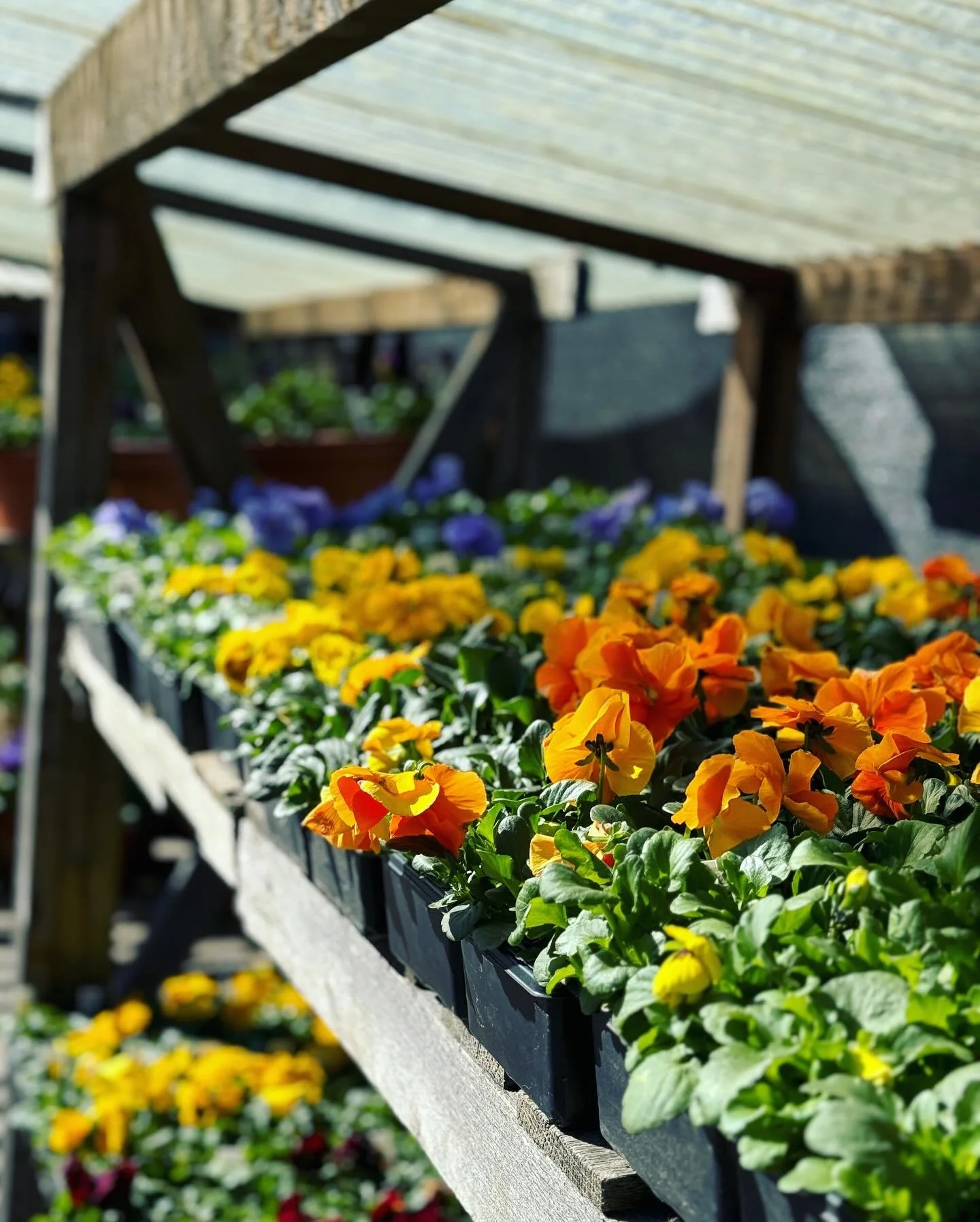 Pansies, Hellebores &amp; Daffodils are here! 🌸✨

Although the spring equinox has yet to be upon us&hellip; that doesn&rsquo;t mean we can&rsquo;t get the season started early 😎

Don&rsquo;t be fooled by the construction, Gossett&rsquo;s is open fo