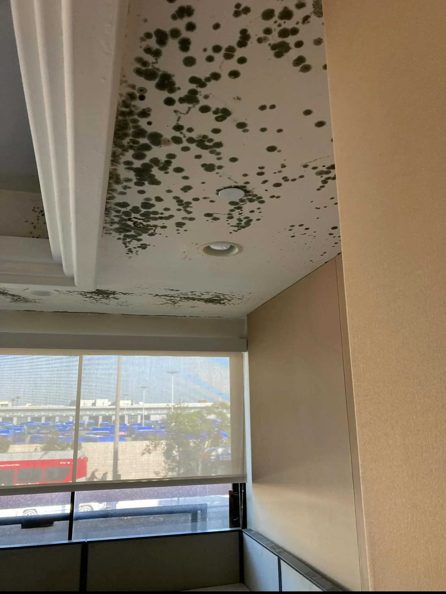 Significant mold growth resulting from an unaddressed water intrusion event in a large office building. Microbial growth of this magnitude can and should be avoided. Please reach out to us if you have had a leak or water intrusion event as soon as po