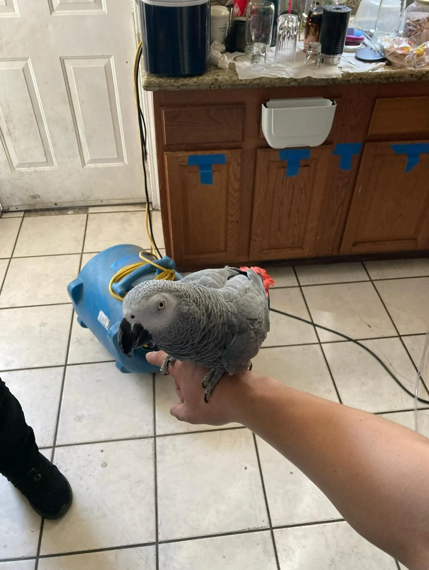 This little fella wanted to hangout during an Asbestos and Lead inspection following a residential water loss.