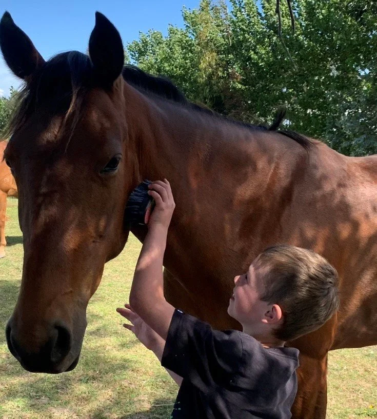 A young boy grooming a large brown horse with a brush in an outdoor setting with green trees and grass.