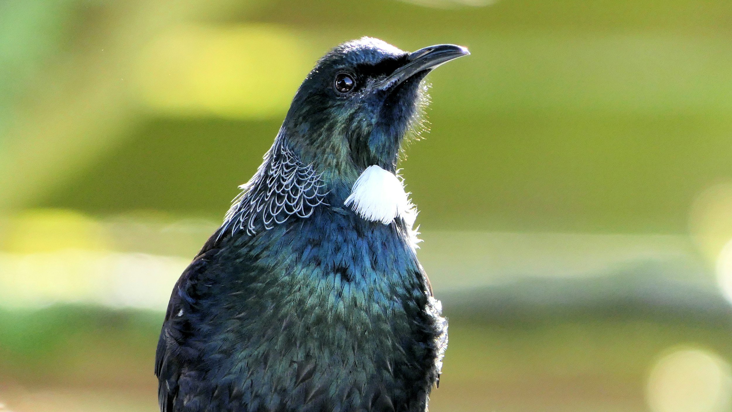 A close-up of a bird with iridescent green and blue feathers, a white patch on its neck, black beak, and dark eyes, with a blurred green background.