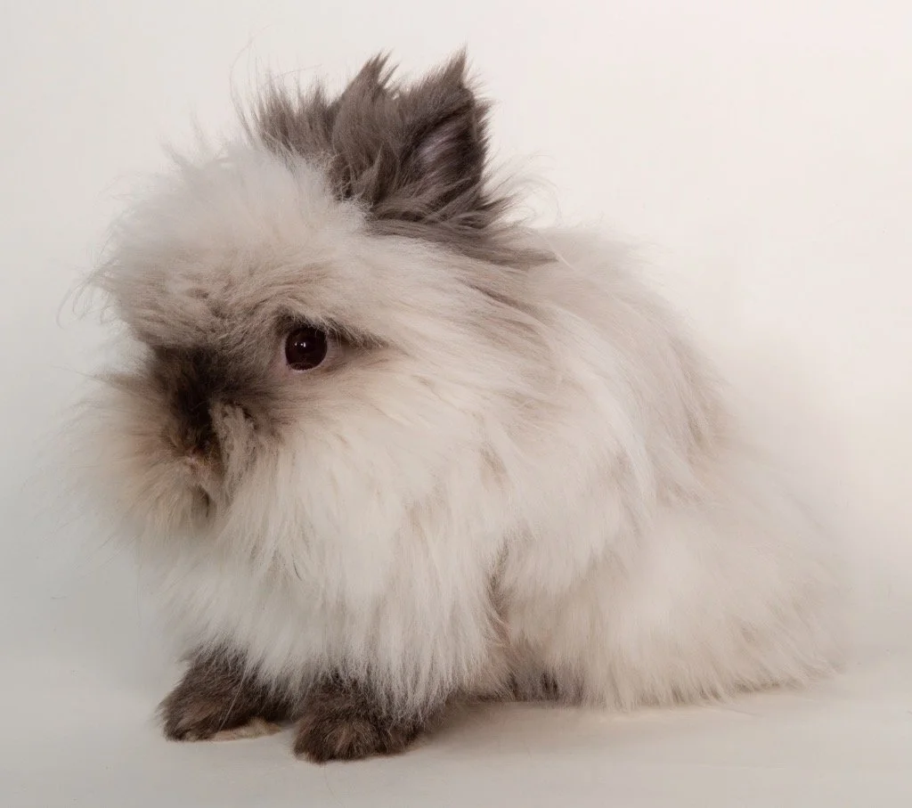 A fluffy rabbit with gray and white fur, dark eyes, and large ears, sitting against a white background.