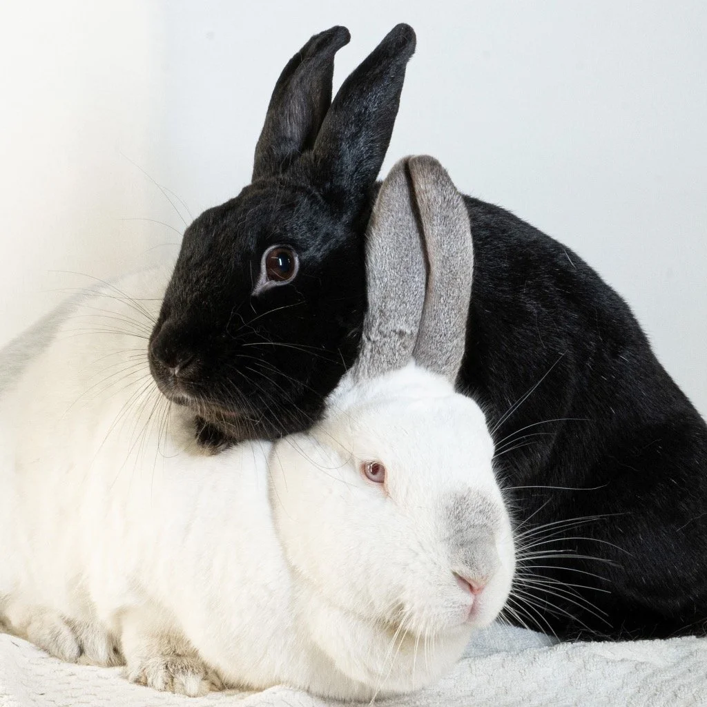 Two rabbits, one black and one white, snuggling together with their heads resting against each other, and the black rabbit gently biting the gray ear of the white rabbit, against a plain background.