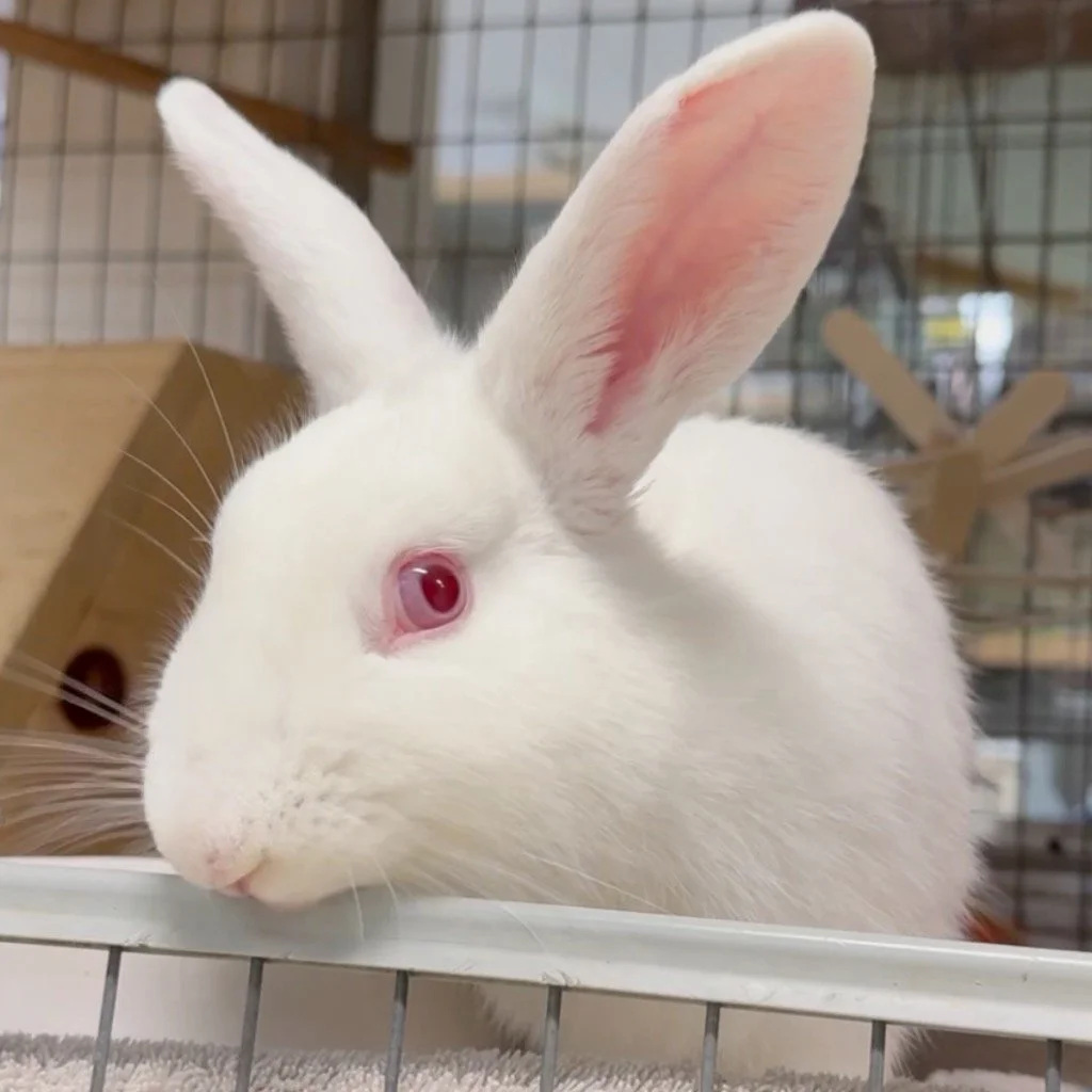 White rabbit with pink eyes resting its head on the edge of a cage.