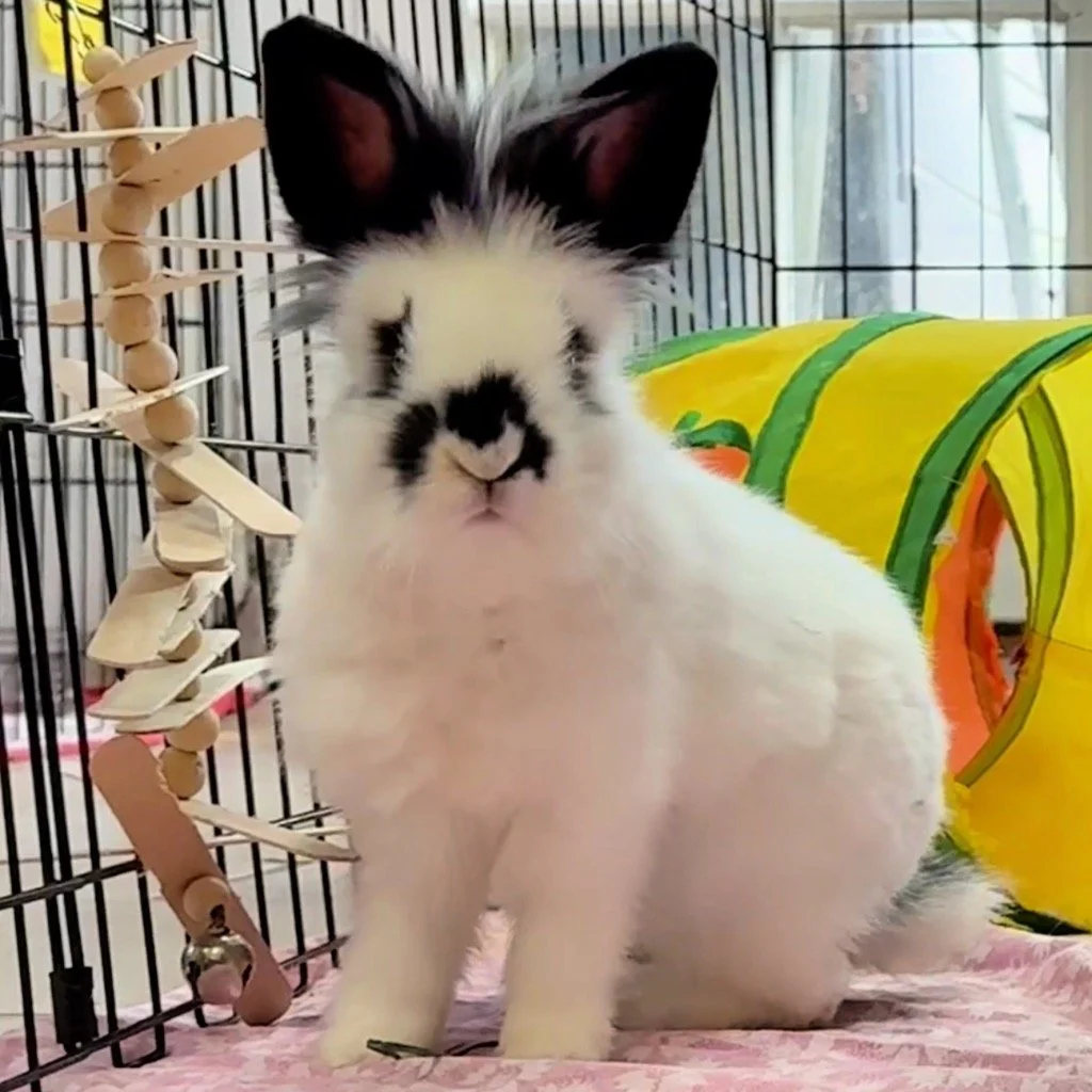 A white rabbit with black markings on its face and ears inside a pet cage, sitting on a pink blanket with a yellow and green tunnel toy nearby.