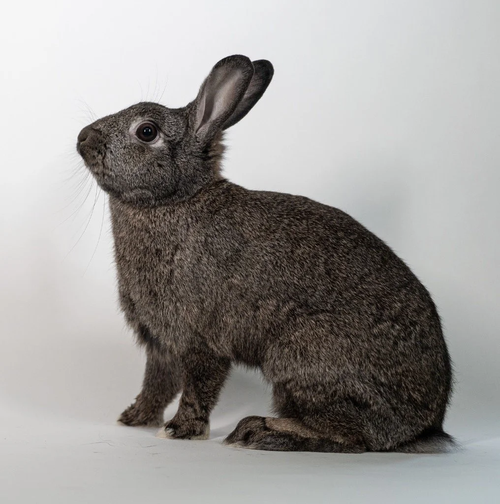 A gray rabbit sitting on a light gray background.