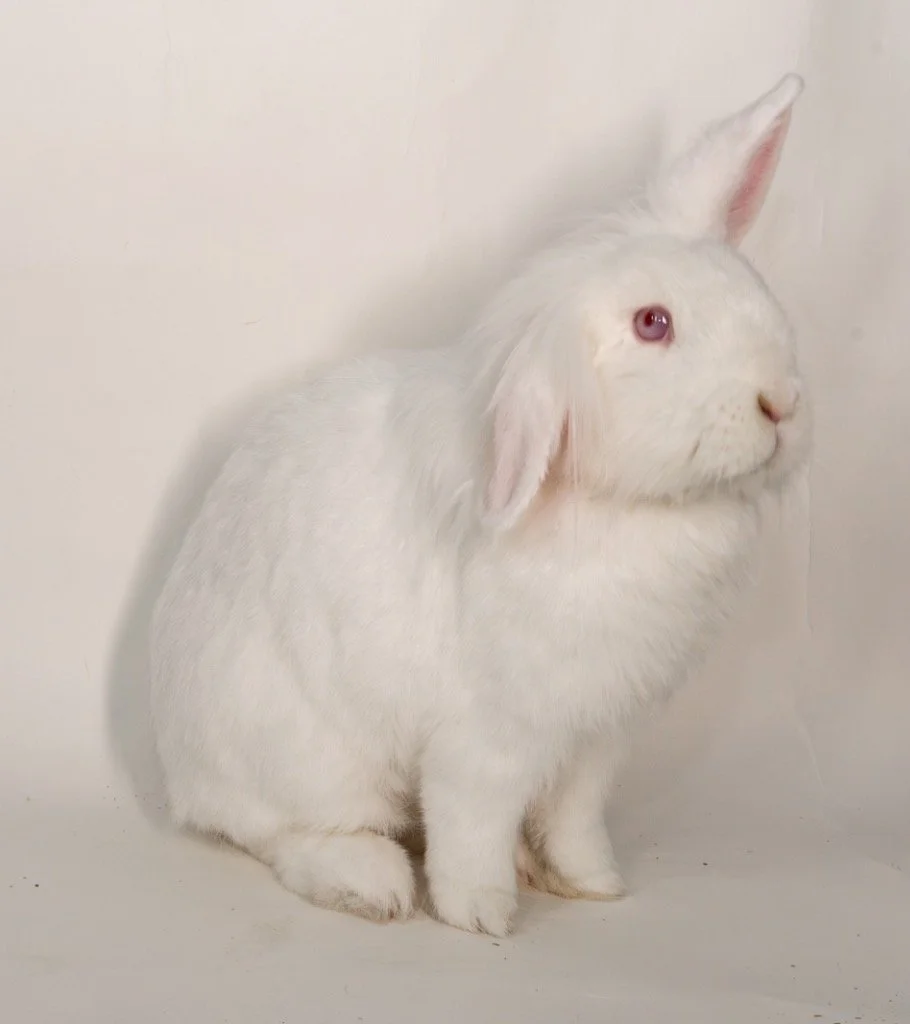 House Bunnies | Bunny Cafe San Francisco — Bunny Cafe San Francisco