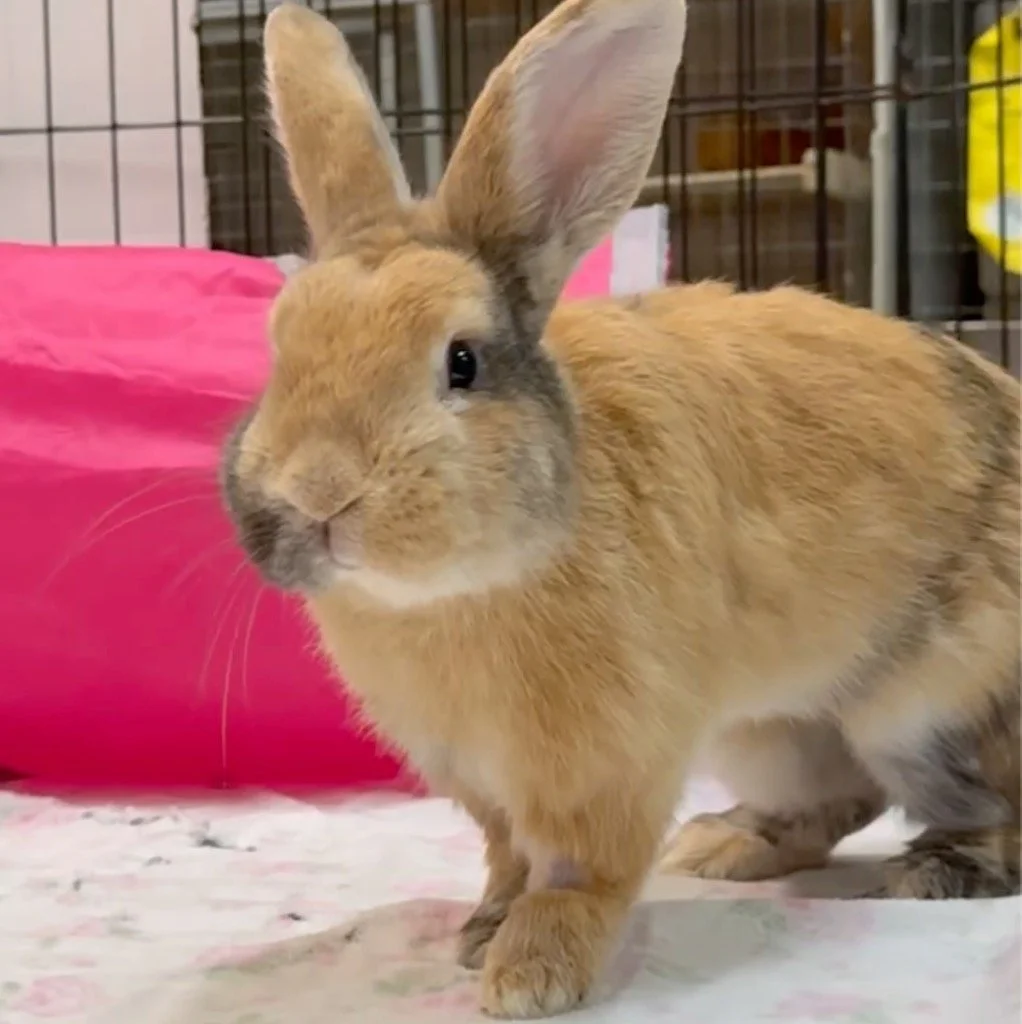 A tan bunny with dark markings around its eyes, nose, and ears, sitting in a cage with a pink tunnel in the background.