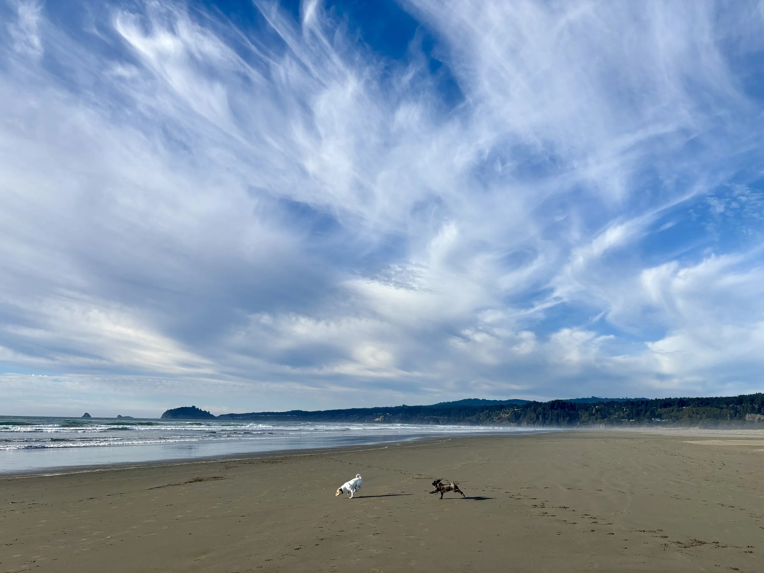  Our own adventure dogs, Kea and Otto, running on Clam Beach, looking north towards Moonstone Beach and Trinidad Head. 