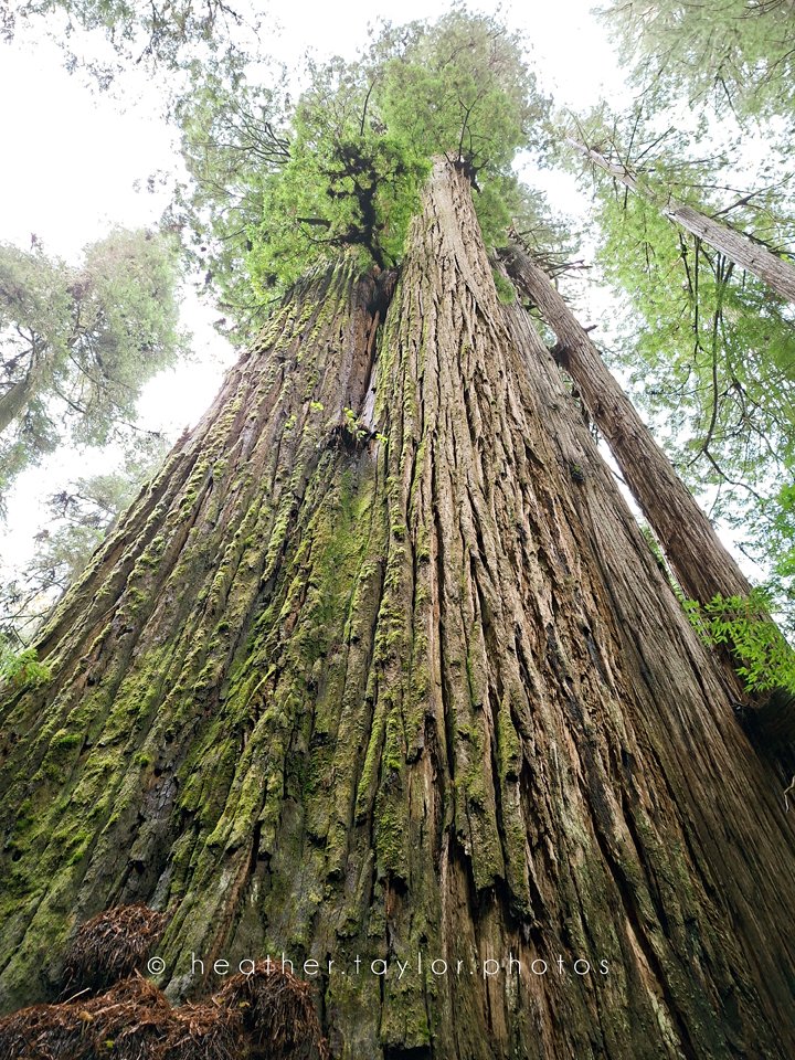 Image taken of a clump of fused redwood trunks from the bottom, looking upwards. The bark is deeply grooved, kind of grayish, covered in spots of soft bright green moss.
