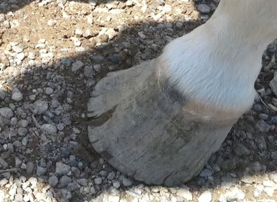closeup of horse hoof that needs trimming and care