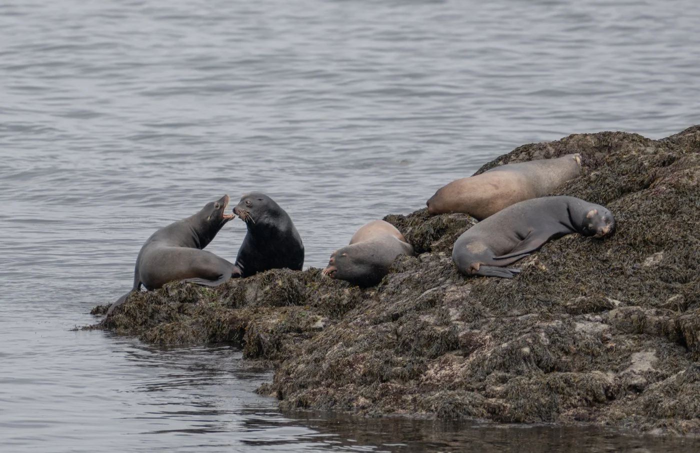 Liliia Liushnenko-The Boy Who Borrowed the Sunset-1.jpg