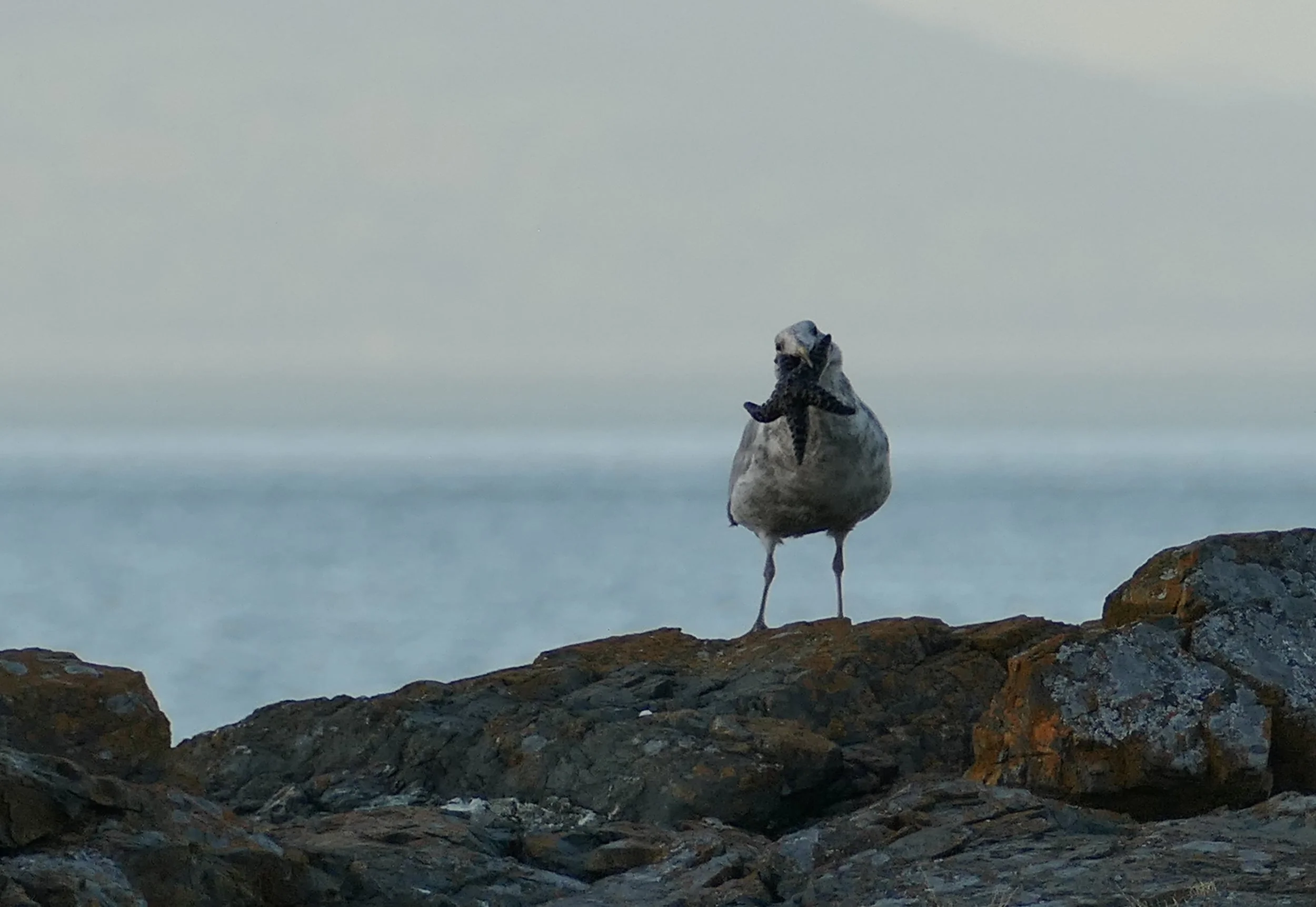 P1581473.jpeg