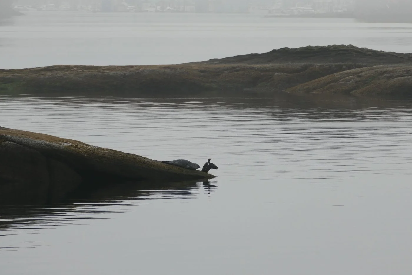 Liliia Liushnenko_Early morning encounter_Nature_Wildlife.jpg