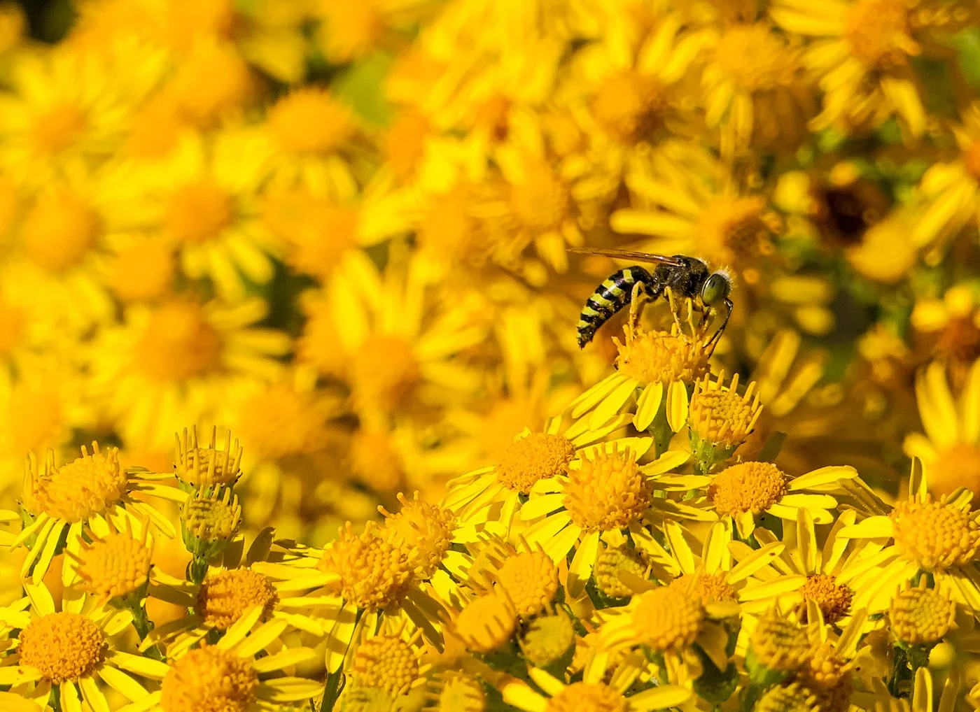 Liliia Liushnenko-Golden Harvest.jpg
