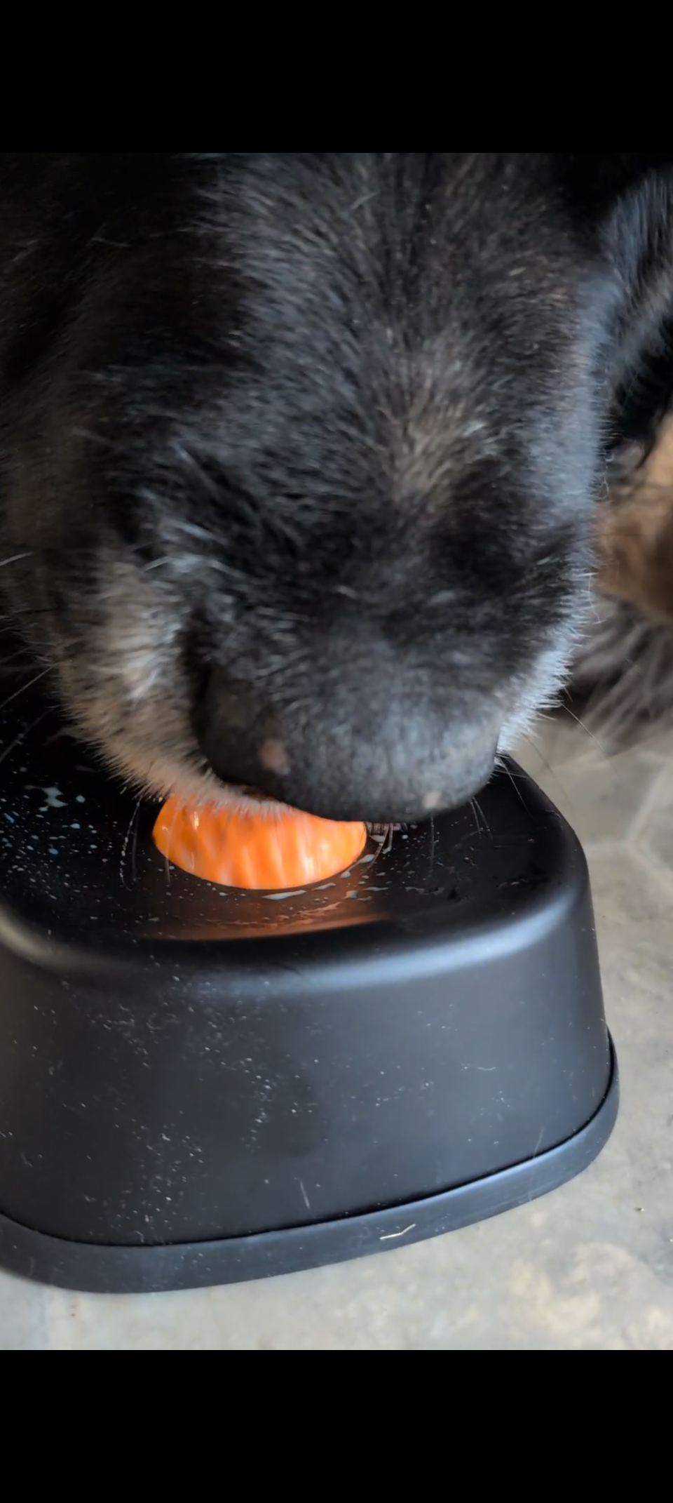 Closeup of dog & bowl.png