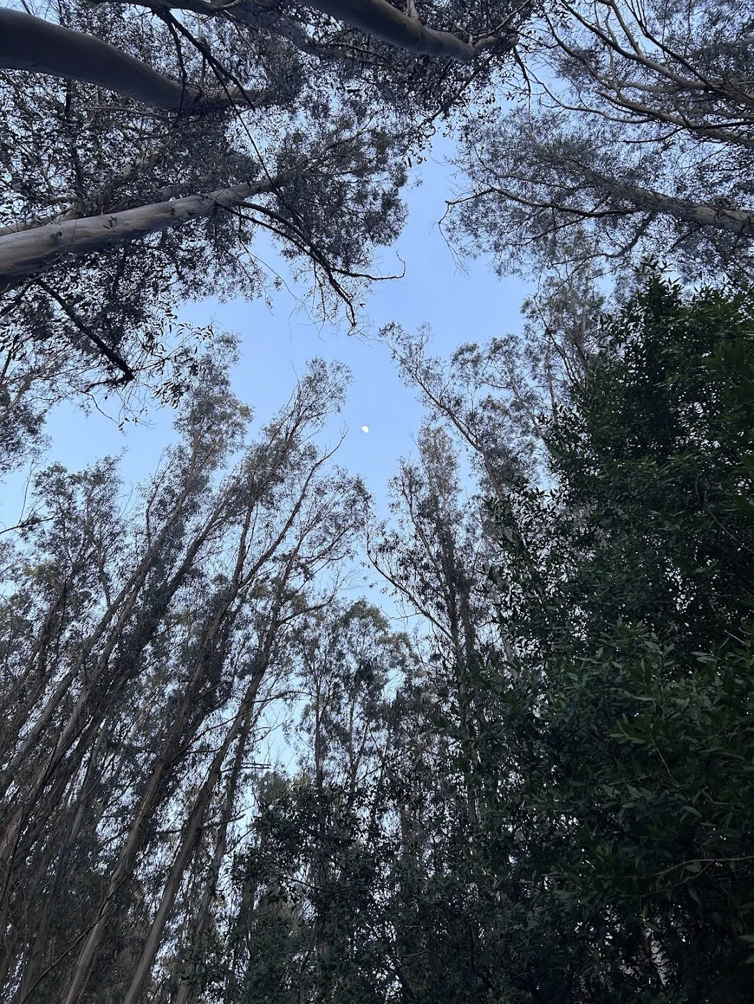 2025 | Walking as Yoga