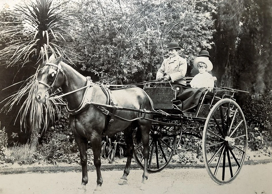 Alfred Tyree (1856-1936), JV Tyree (1887-1973), horse, gig and groom, c.1900
