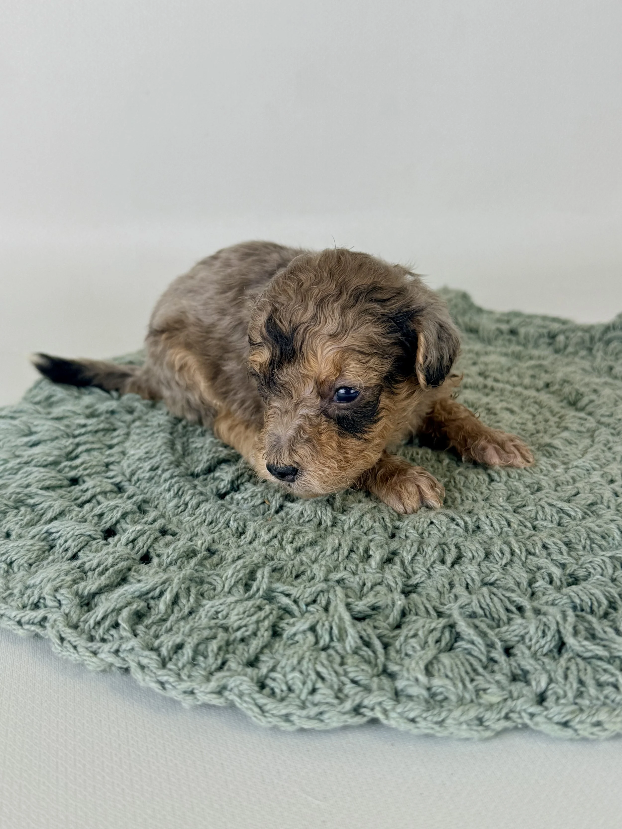 Mini Bernedoodle Puppies NC