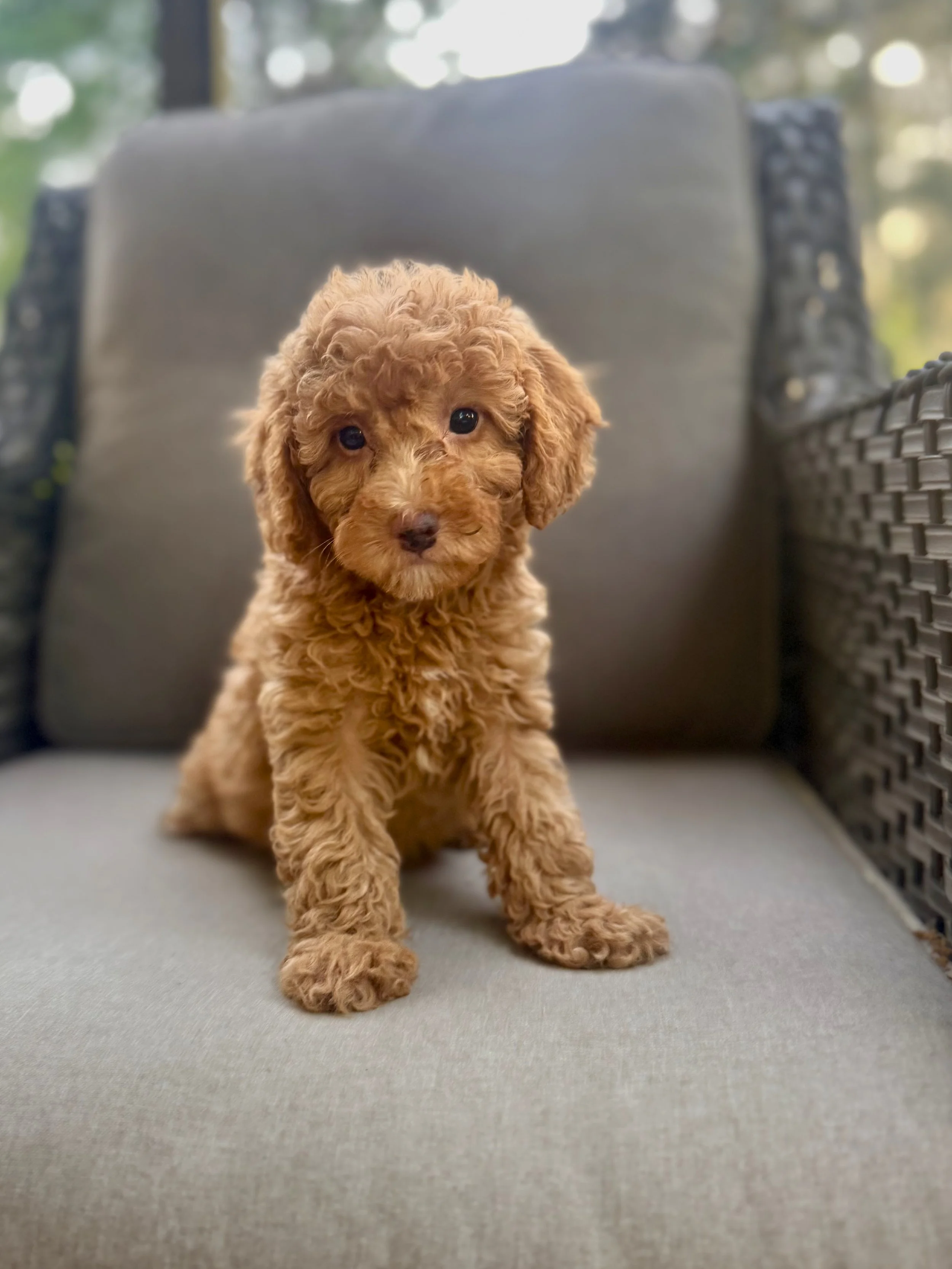 Mini Bernedoodle Puppies NC