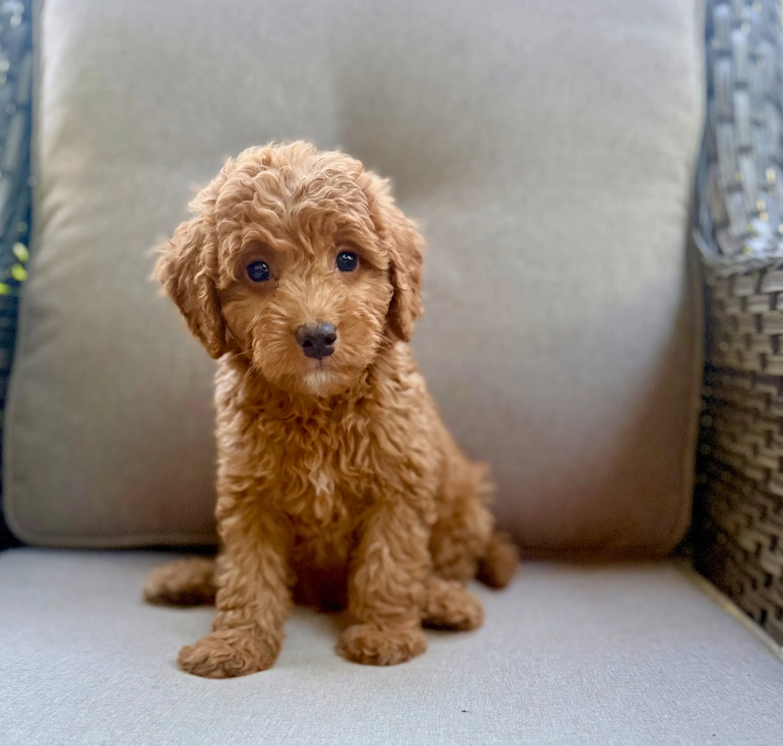 mini bernedoodle Puppies NC
