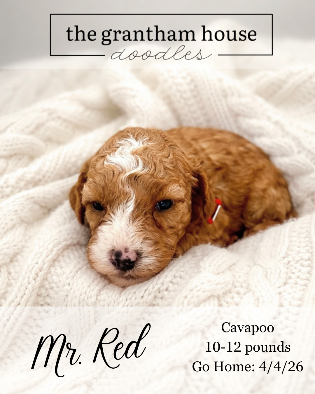 cavapoo puppy for sale nc