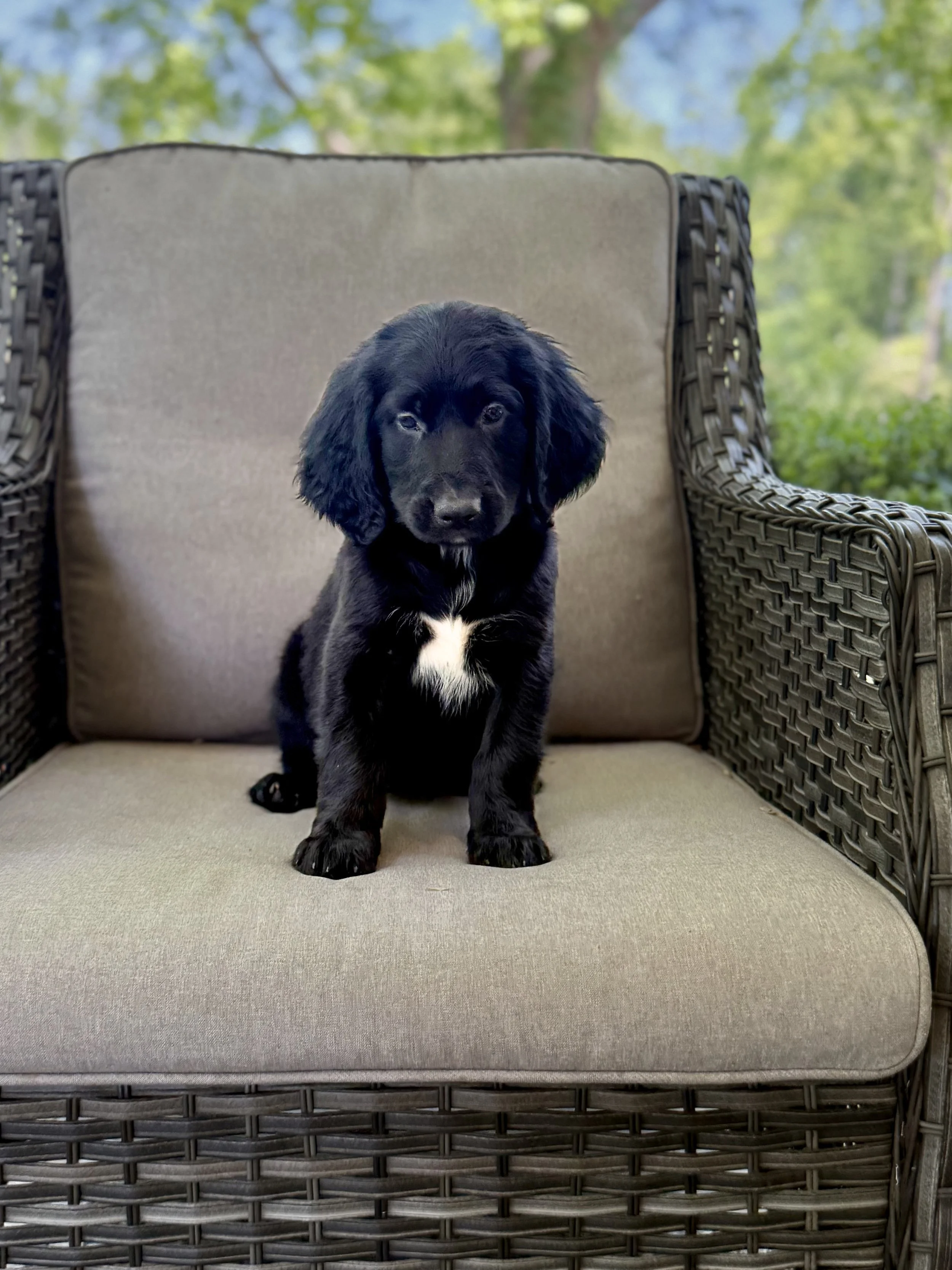 Bernedoodle Puppy