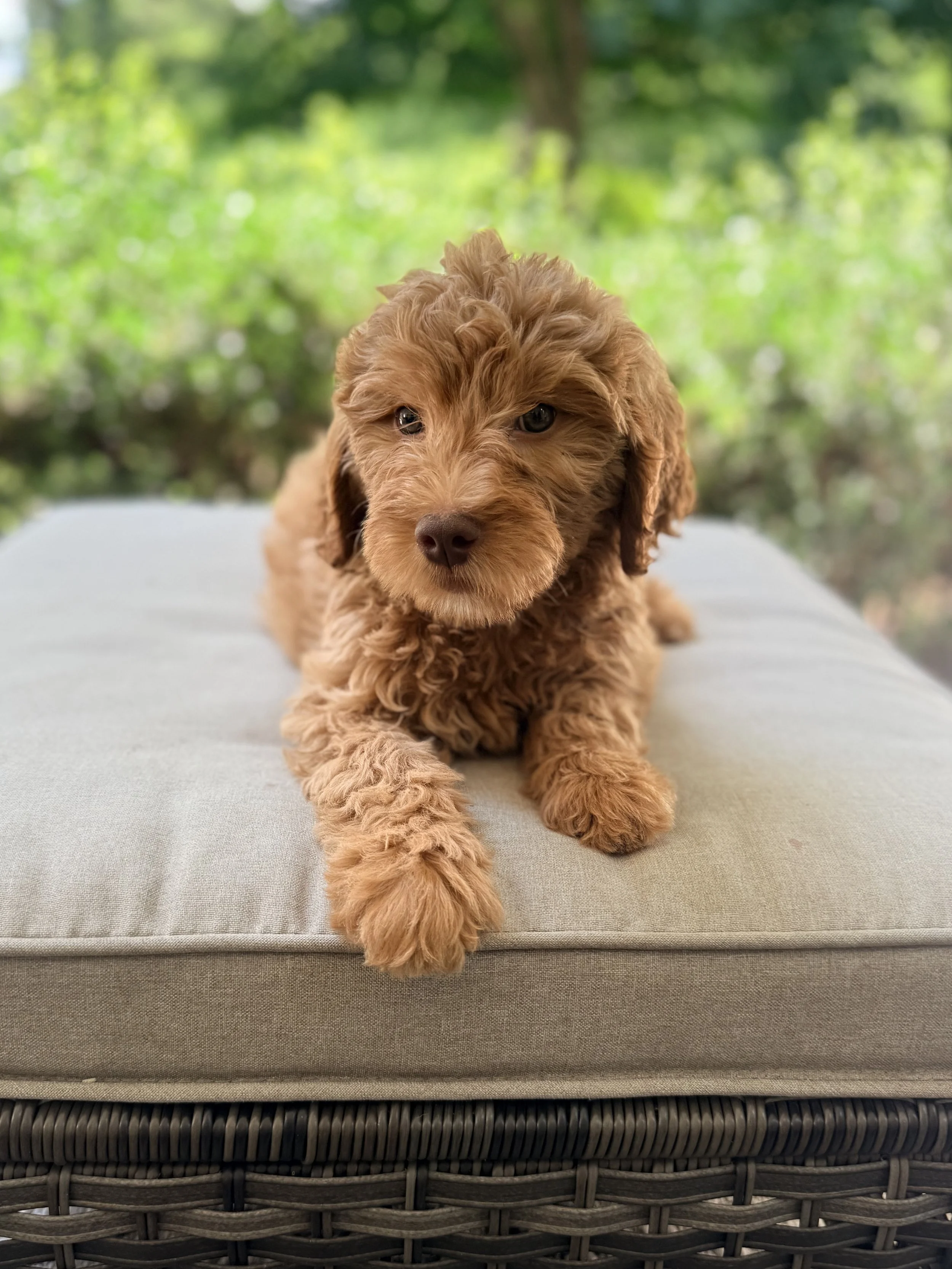 Standard Goldendoodle Girl