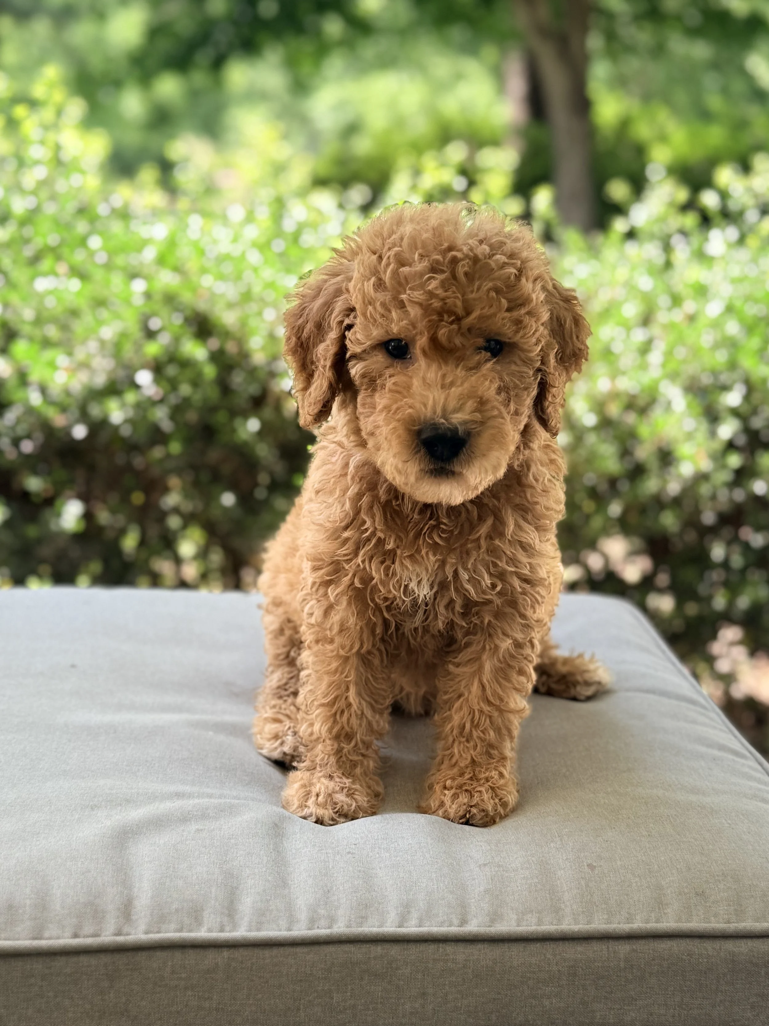 Goldendoodle Puppies Located in Goldsboro, NC
