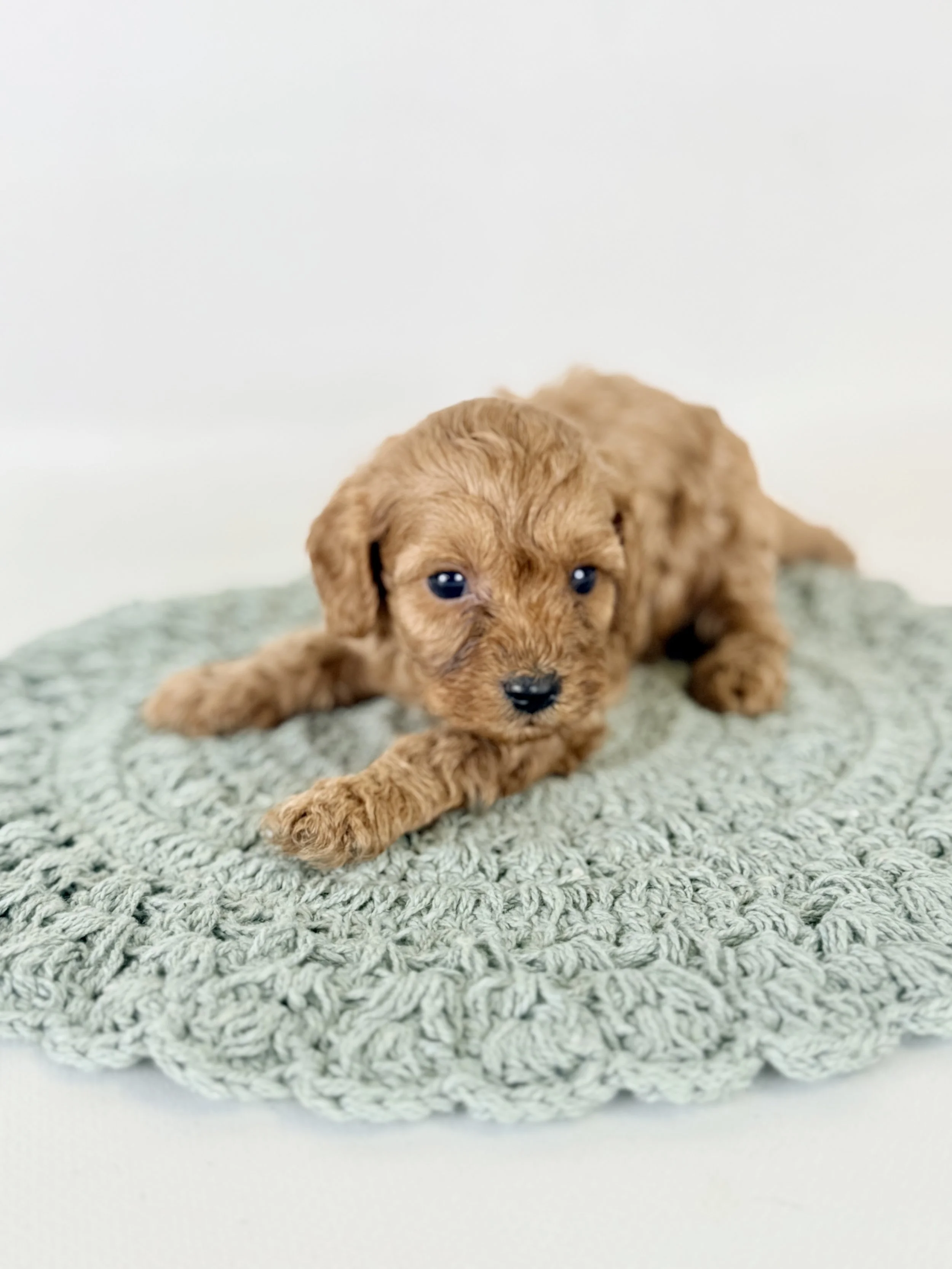 cavapoo puppy nc